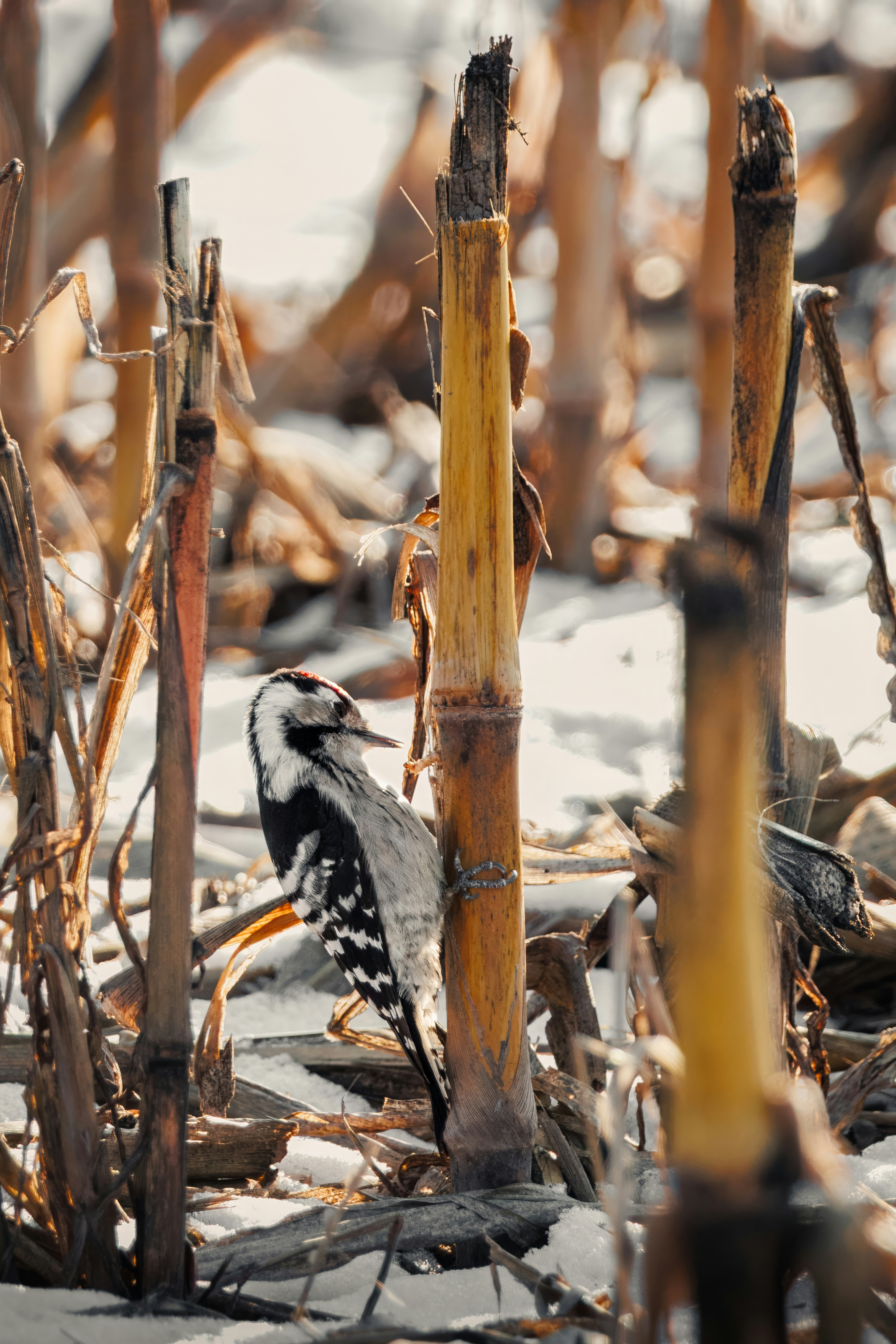 A woodpecker clings to a dry corn stalk in snow.