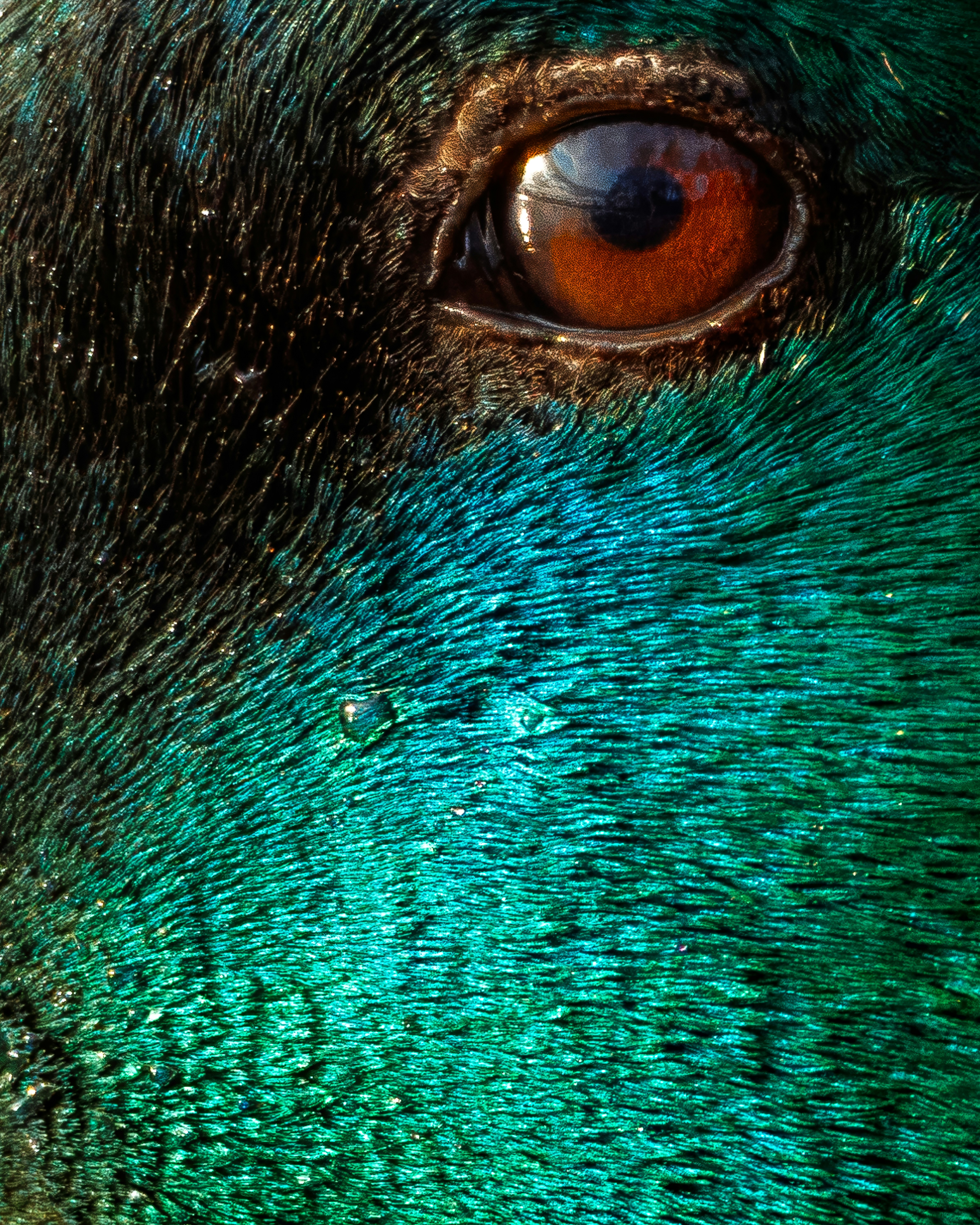 Close-up of a mallard duck's eye and feathers