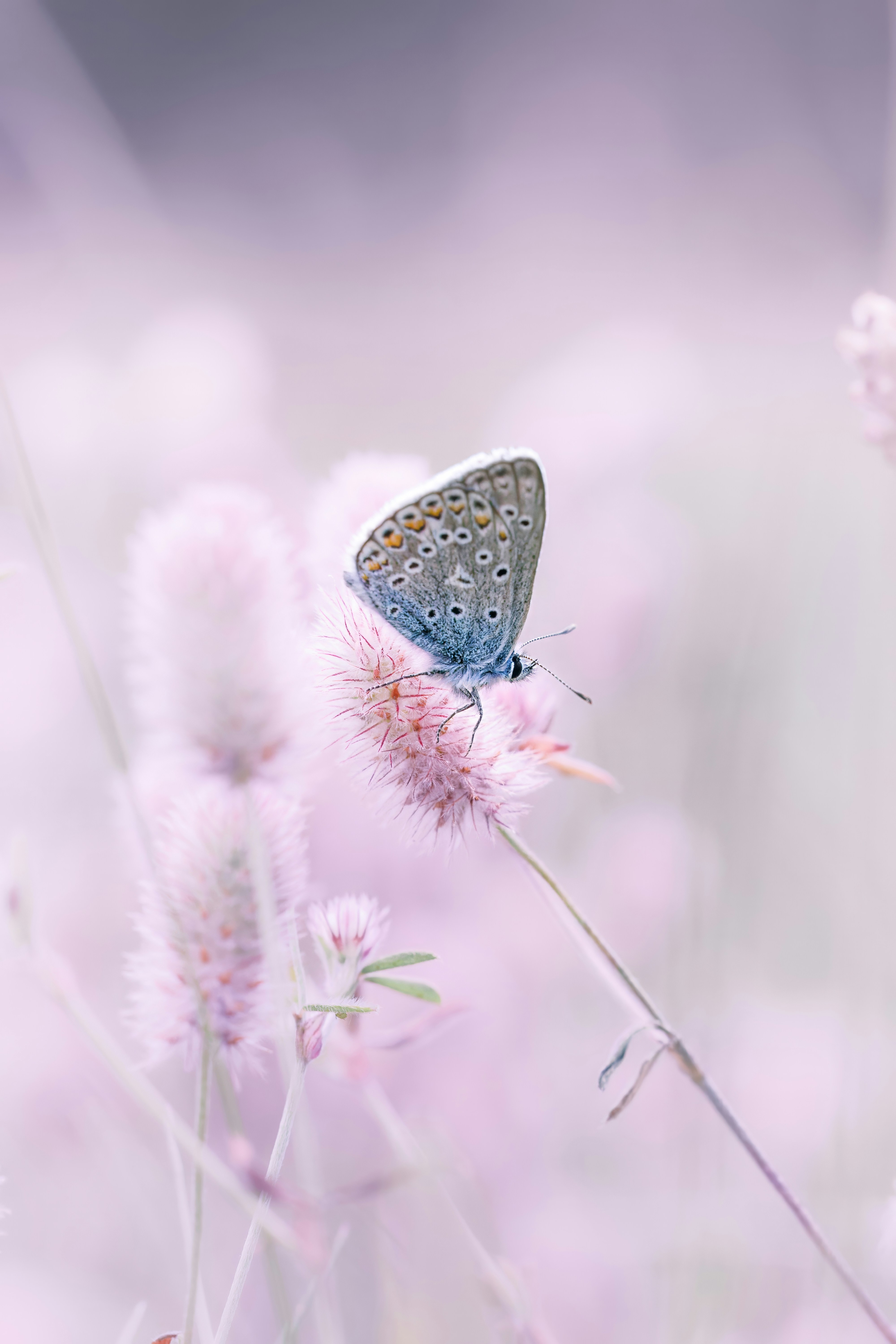 Dreamy Watercolor Butterfly In Blue And Purple Gradient, Watercolor  Butterfly Art, Magical Realism, Abstract Butterfly Design Background Image  And Wallpaper for Free Download, image size:3000x4500