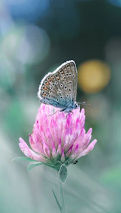 A butterfly rests on a pink clover flower.