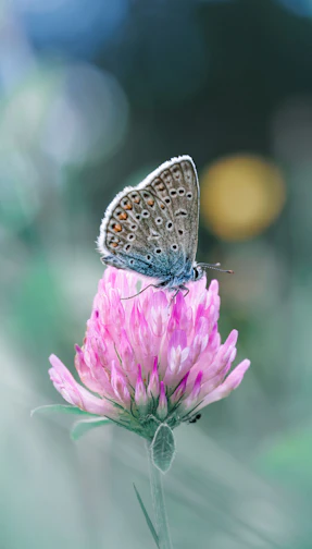 A butterfly rests on a pink clover flower.