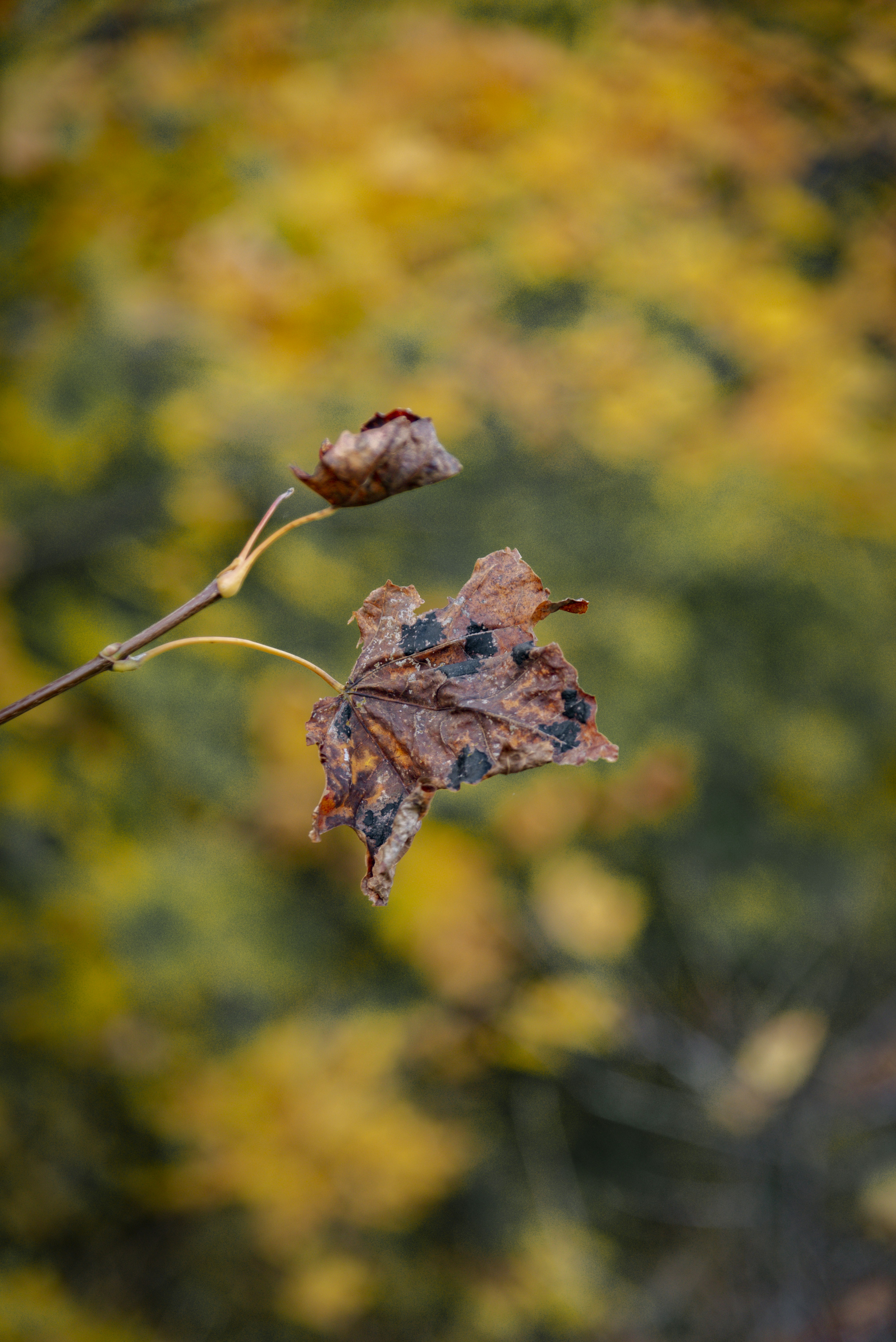 Photo by malwinanogaj