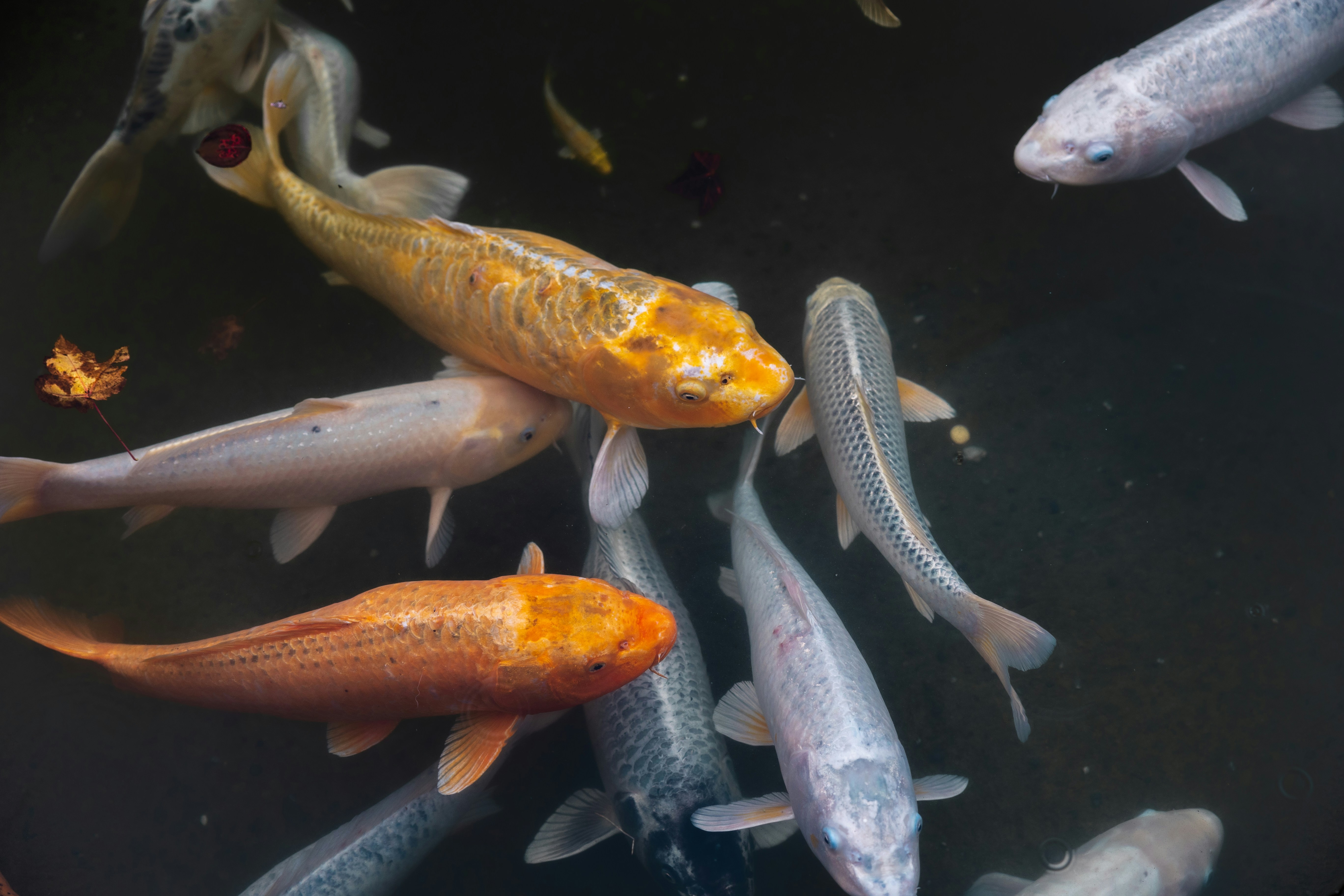 Photo by michael_surazhsky