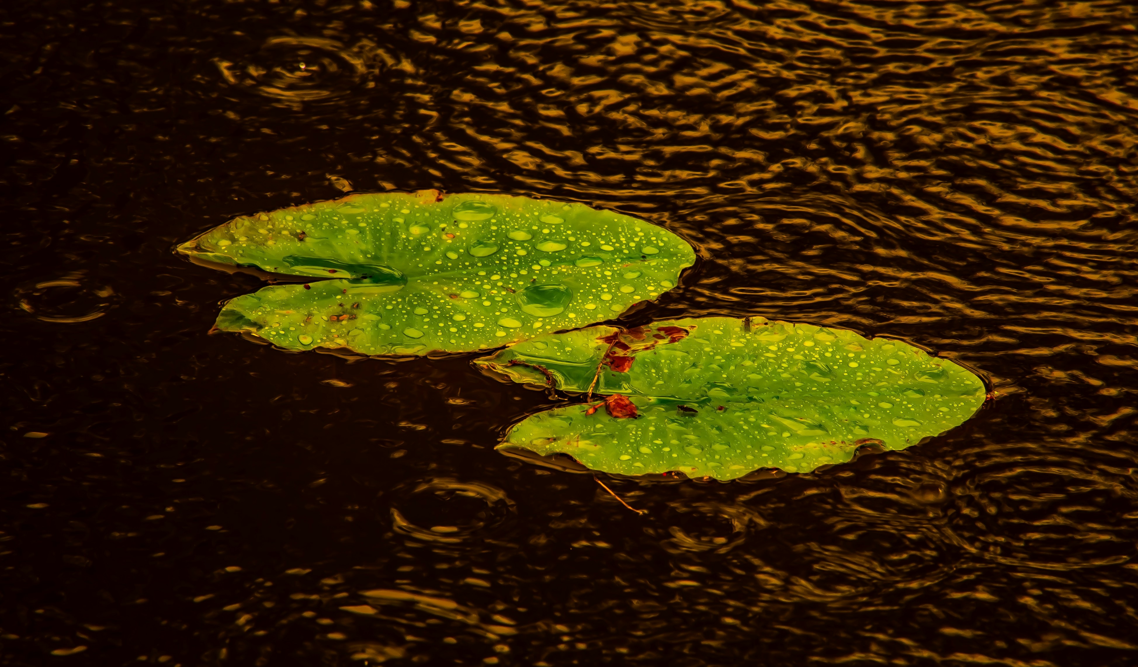 Photo by pasdan