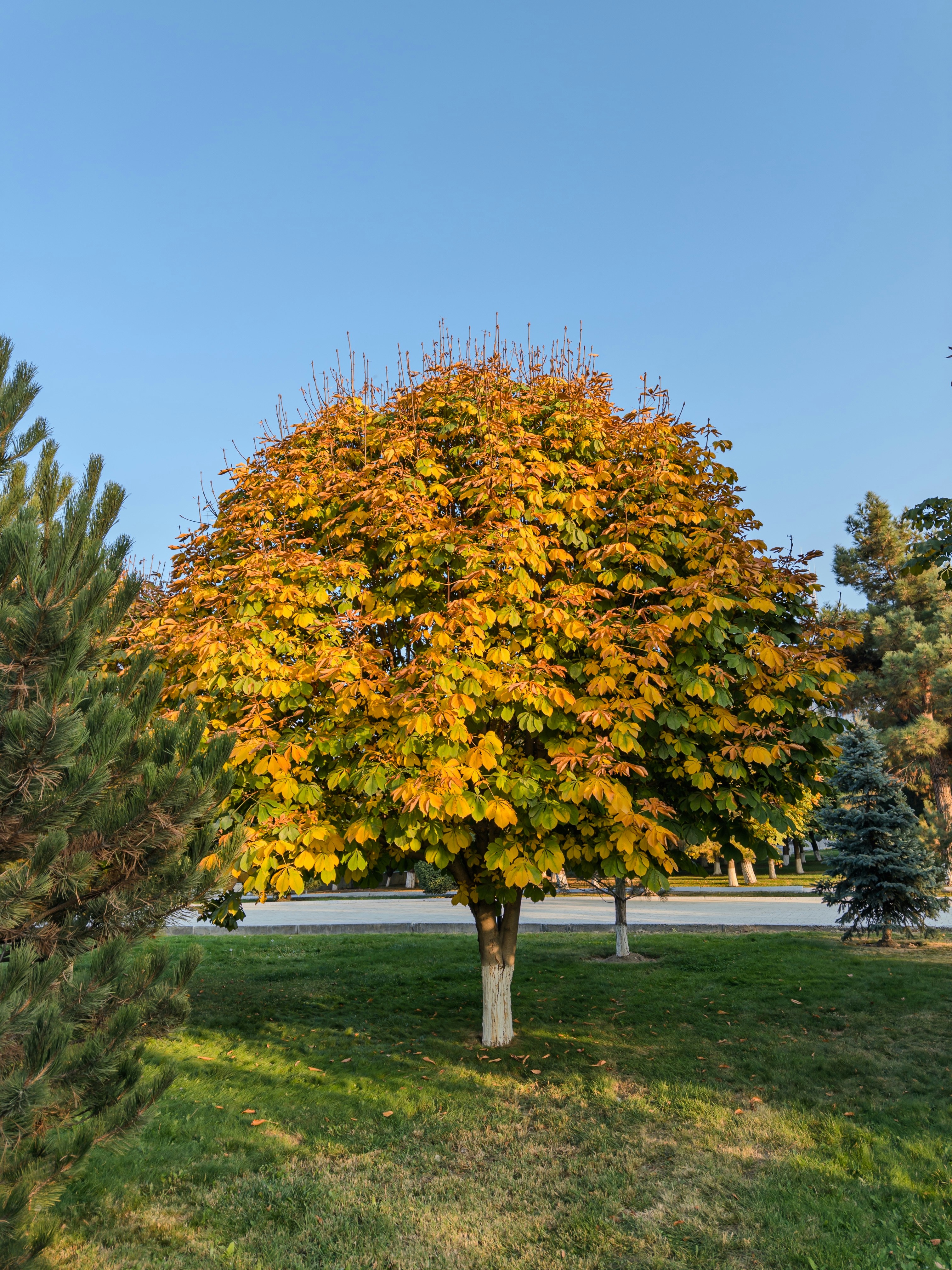 A deciduous tree with yellow and green leaves in autumn.