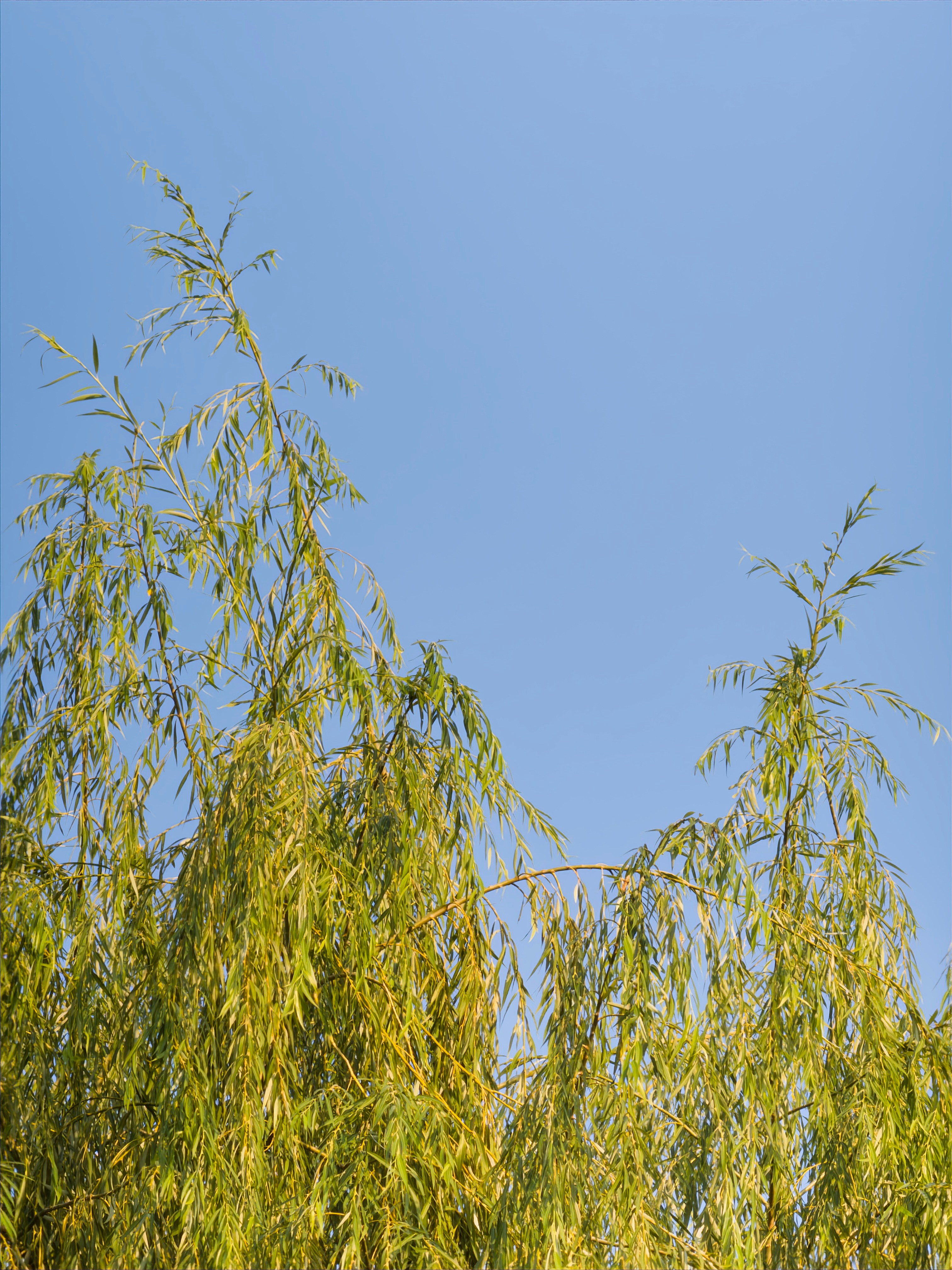 Weeping willow branches against a clear blue sky.