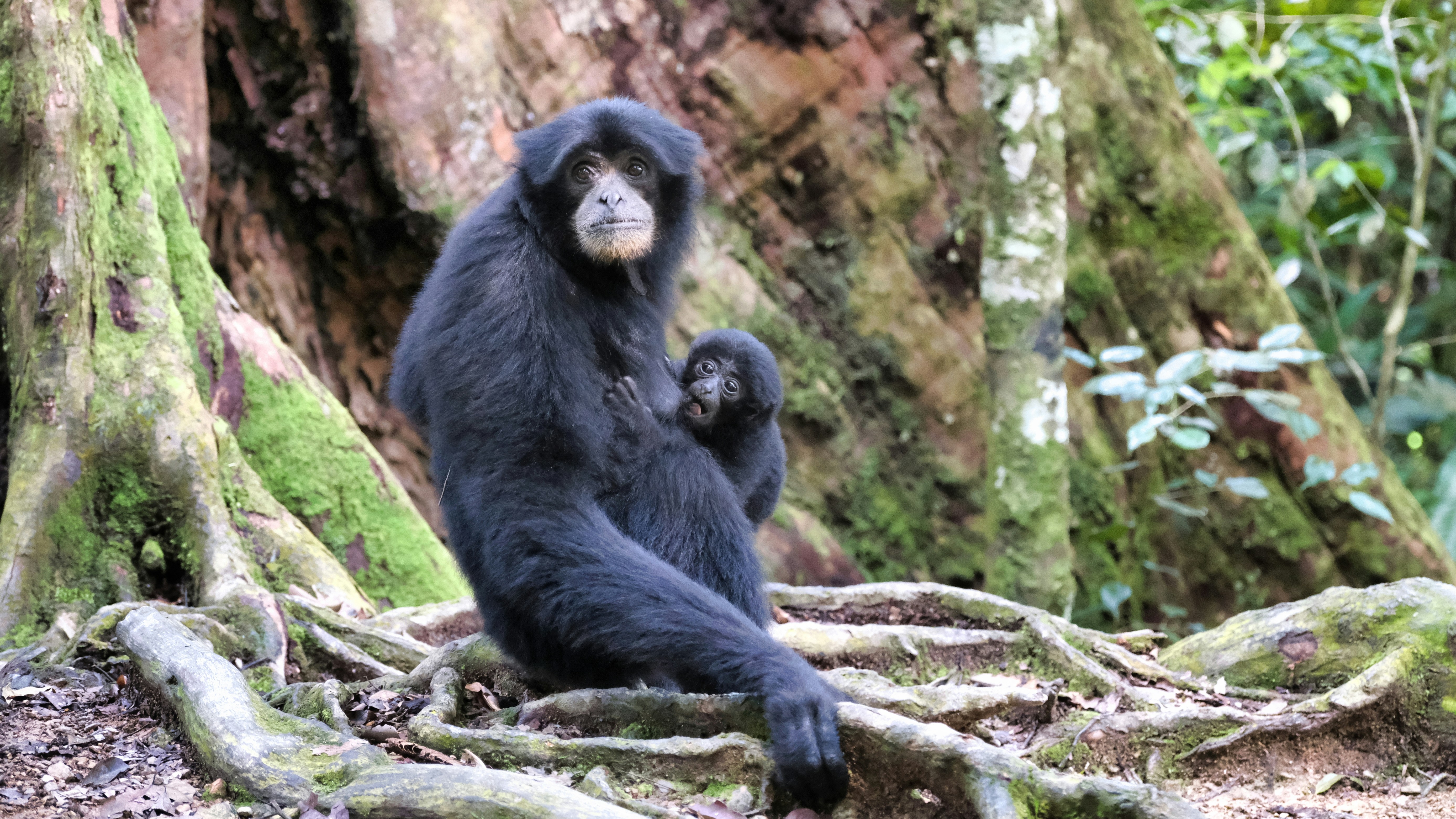 Black monkey with baby sits near tree roots