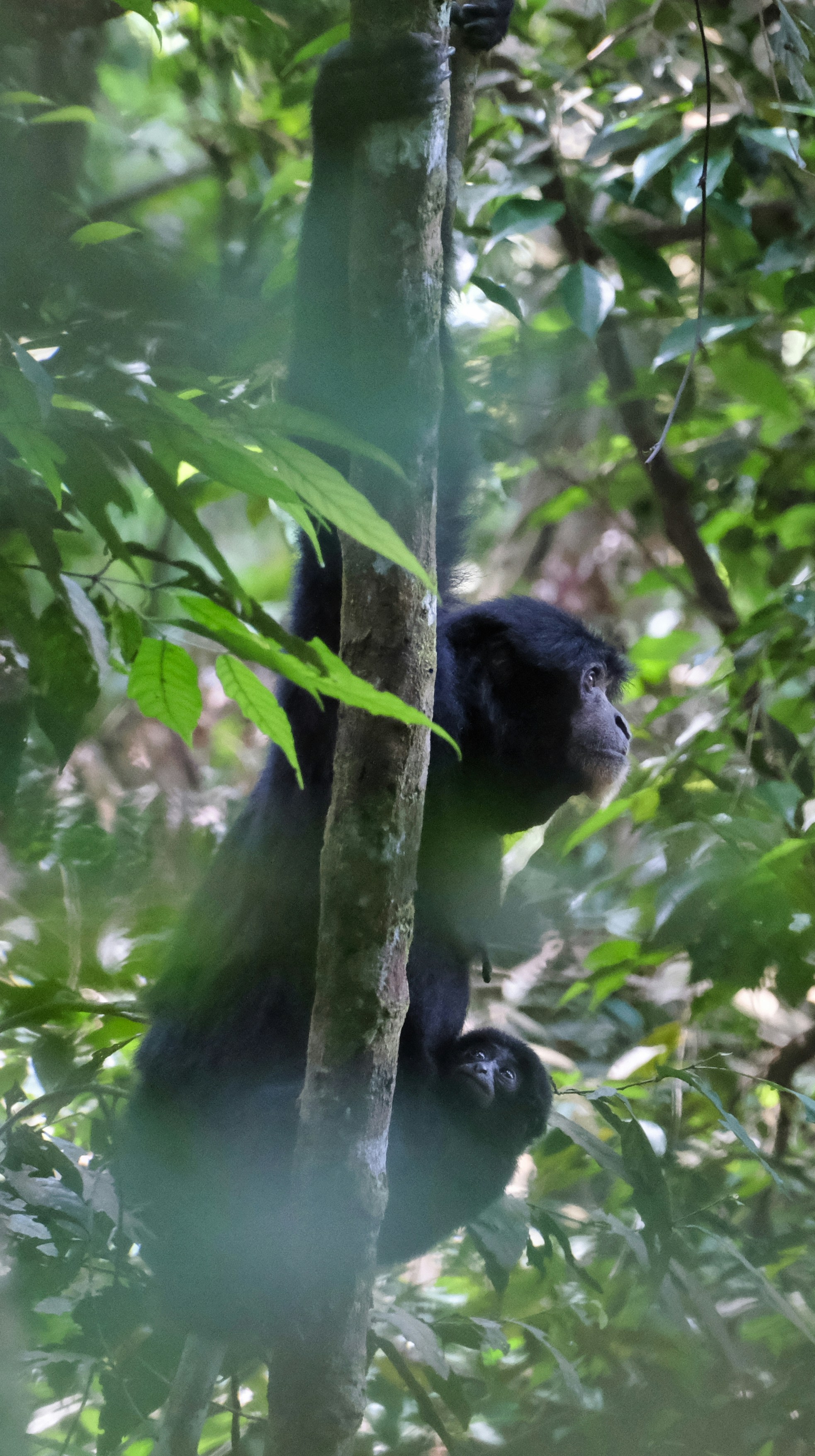A black chimpanzee clings to a tree trunk.