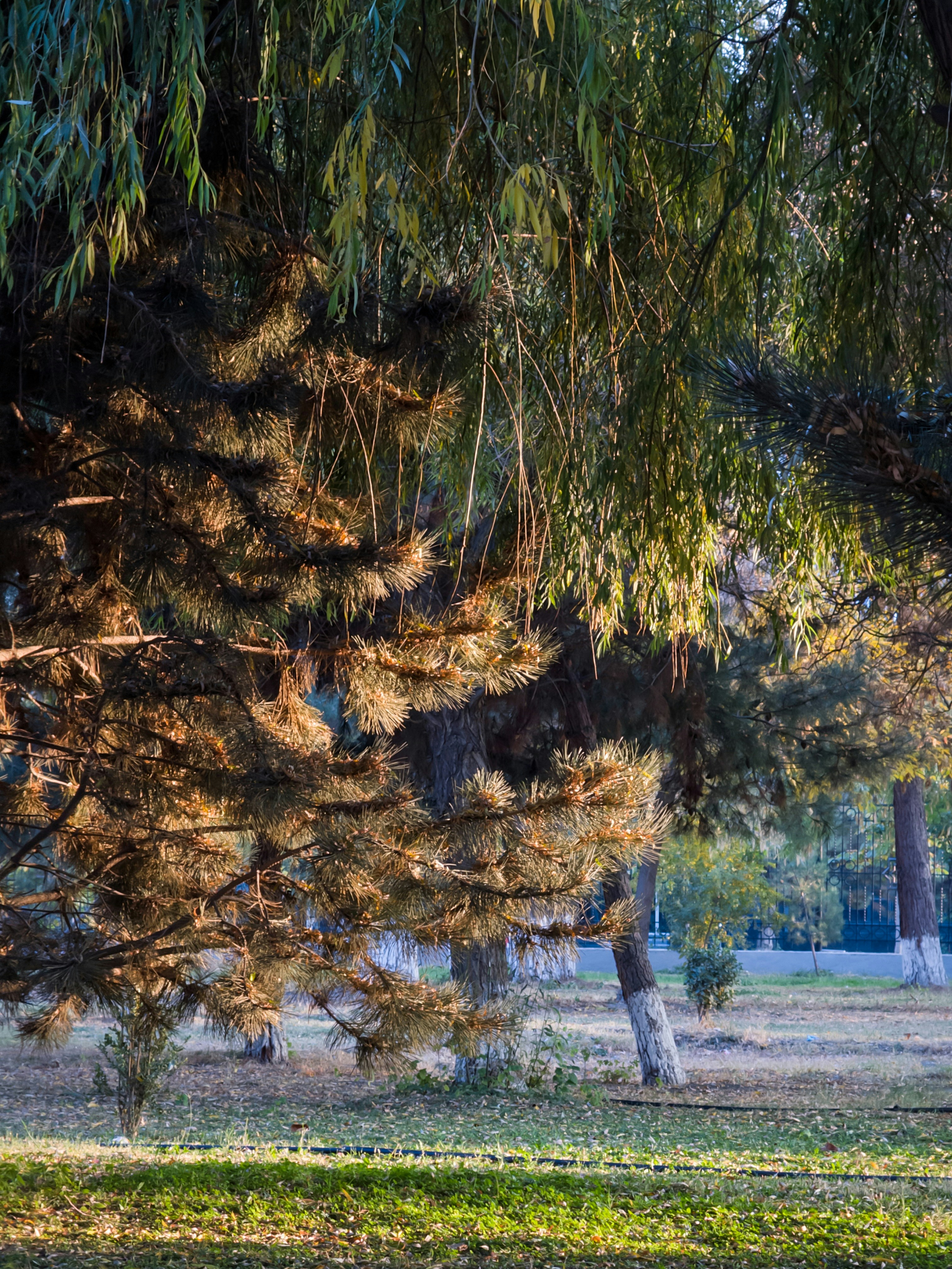Pine and willow trees in a park at sunset