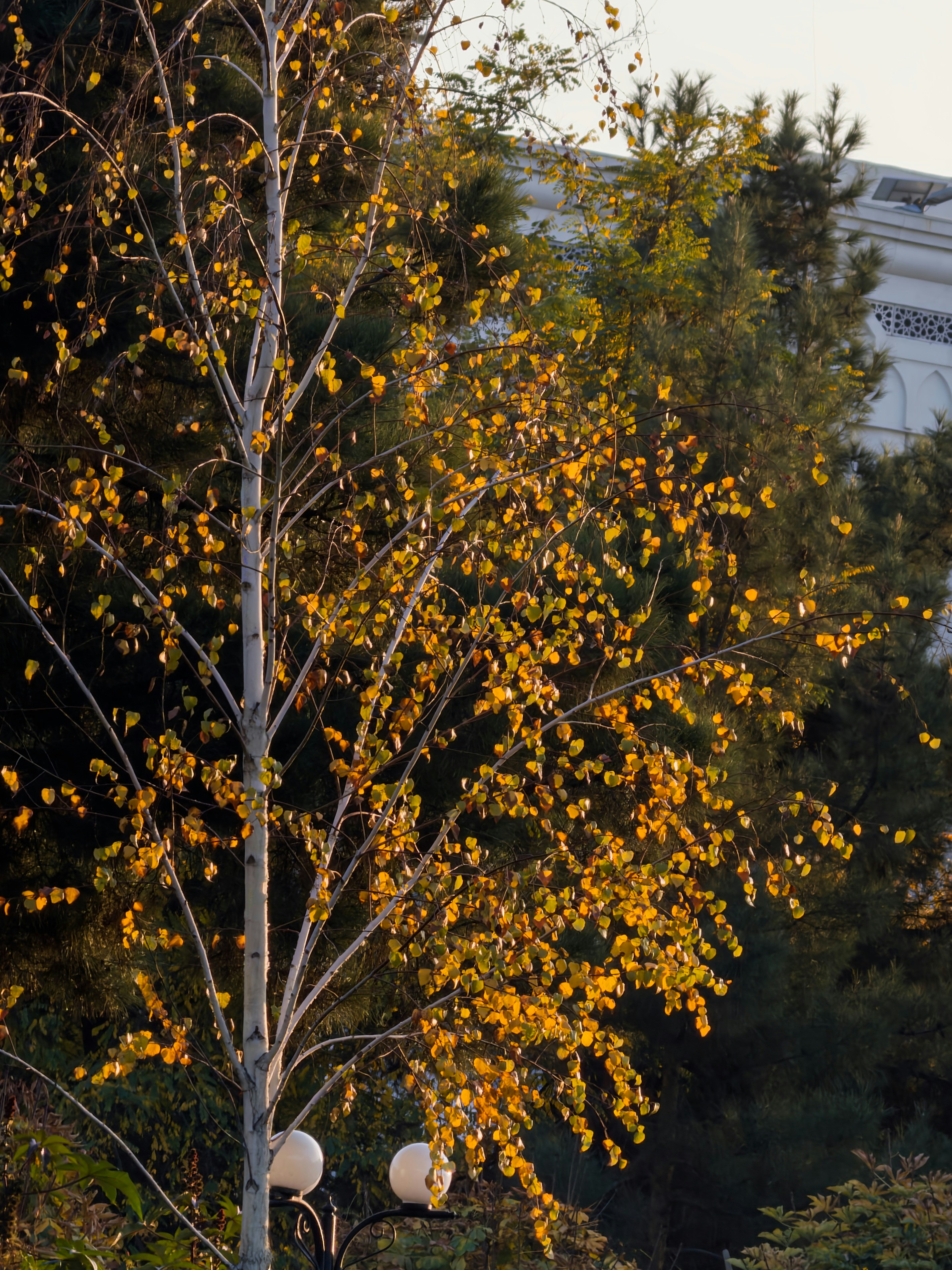 Thin tree with yellow leaves in autumn sunlight.