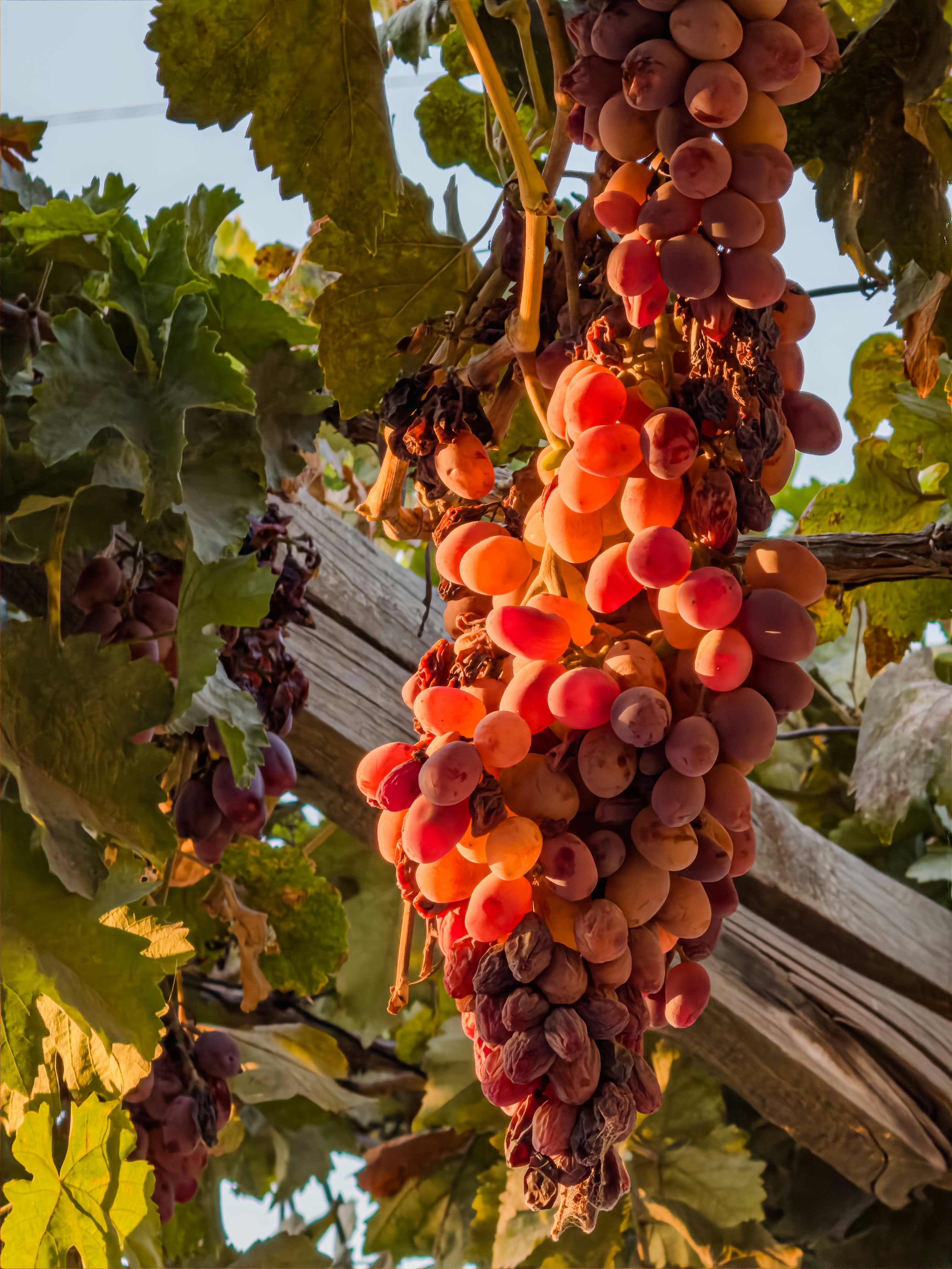 Bunches of ripe red grapes hanging from a vine.