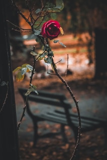 A single red rose blooms on a thorny branch.