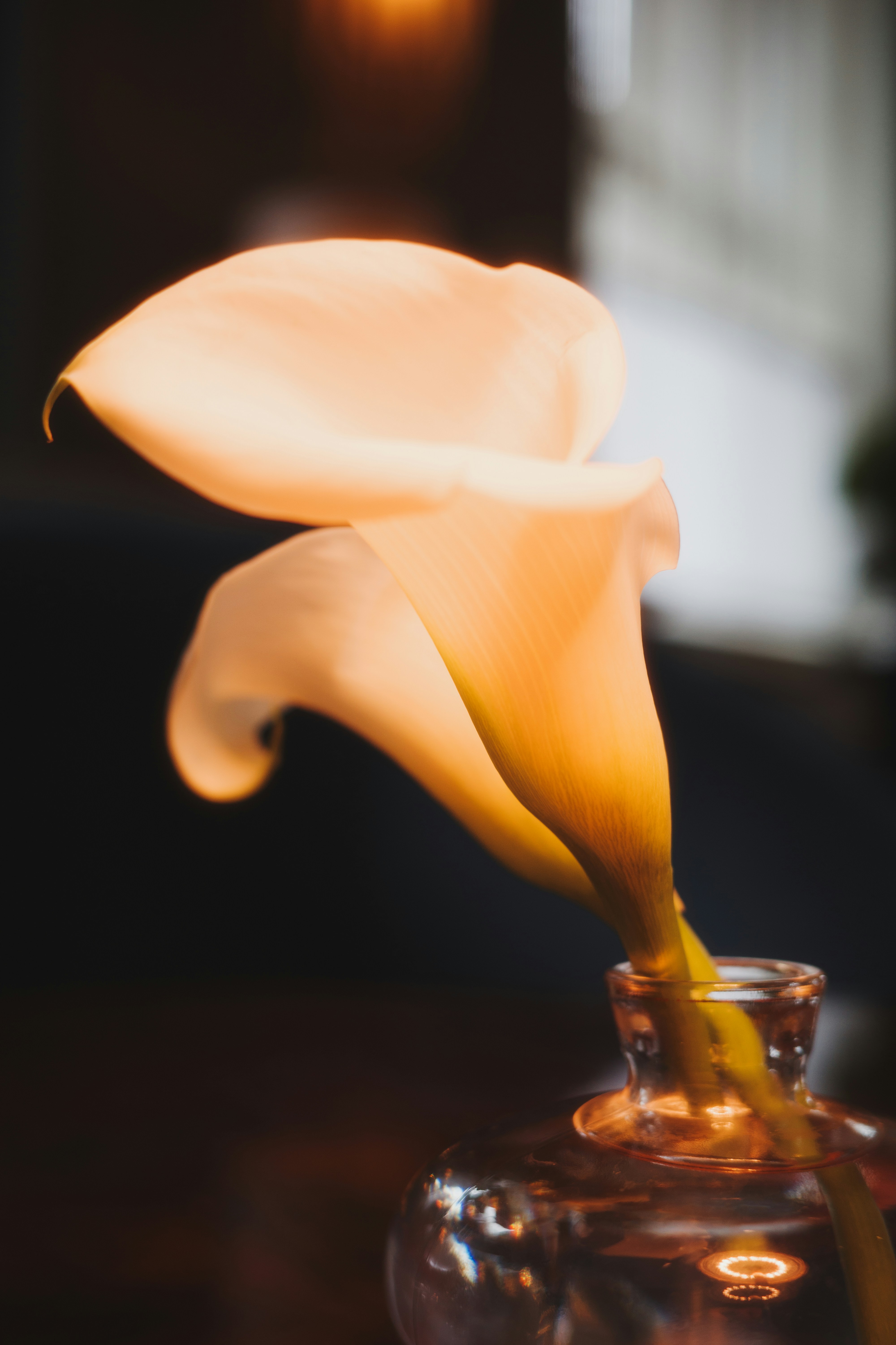 Two white calla lilies in a glass vase.