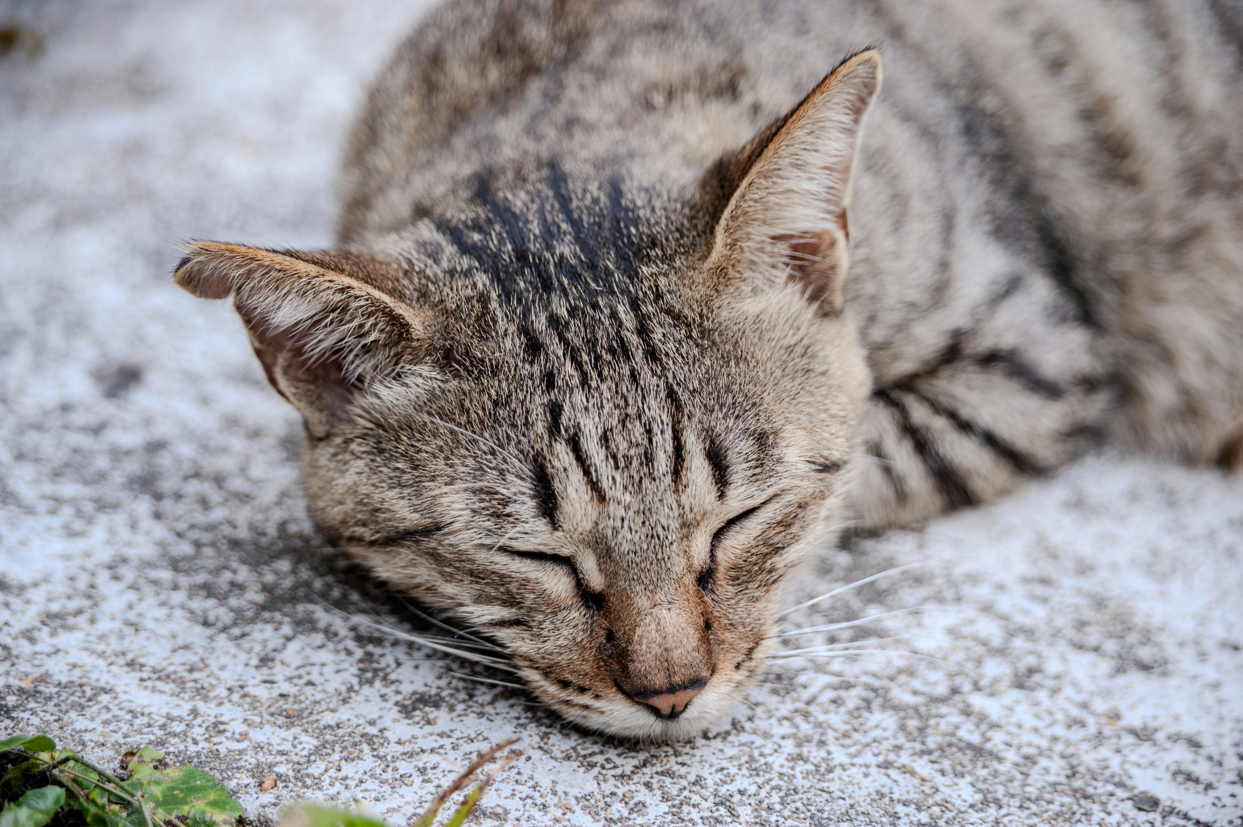 A tabby cat sleeps peacefully on a textured surface.