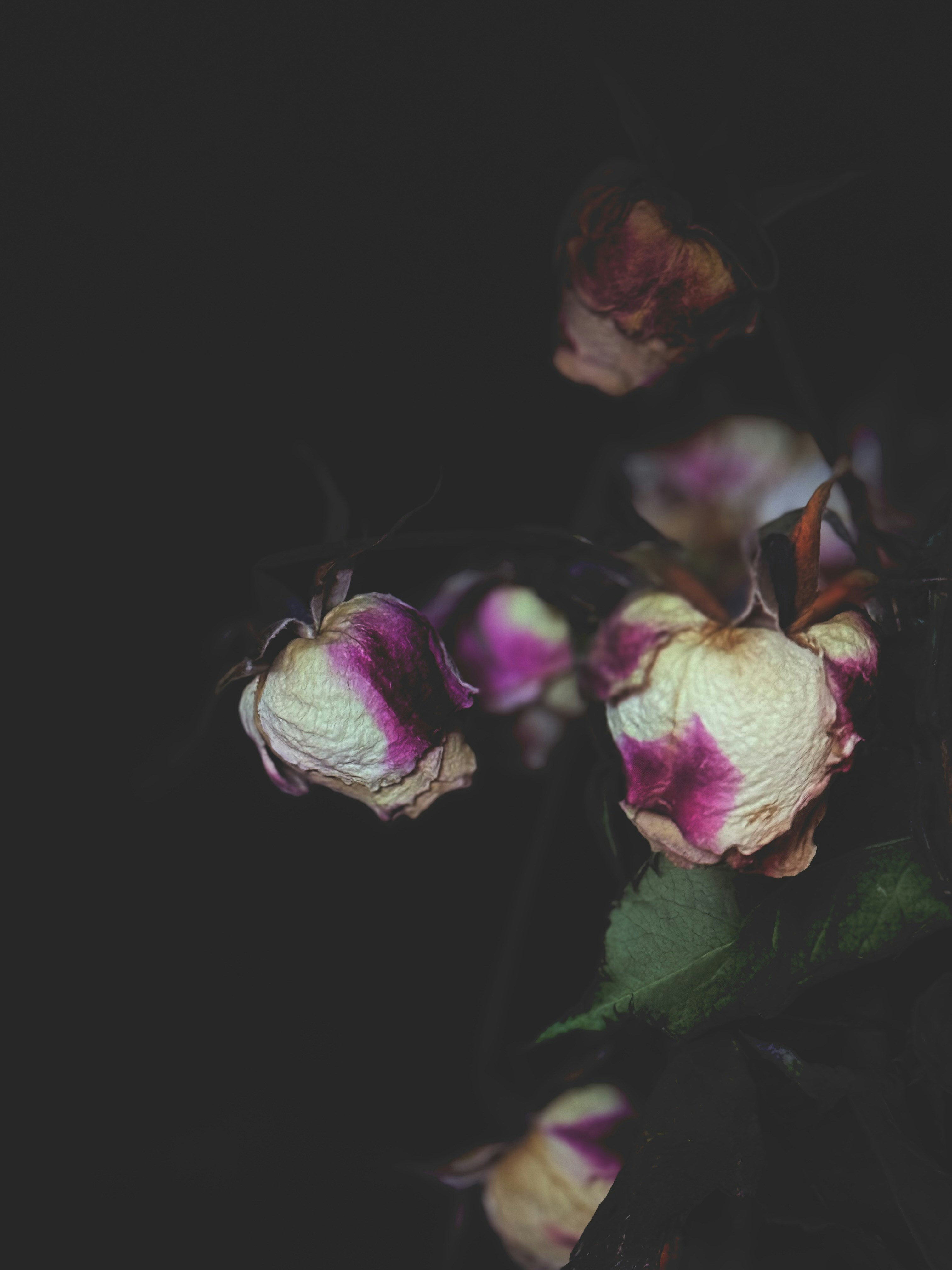 Photo by ichliebemich22