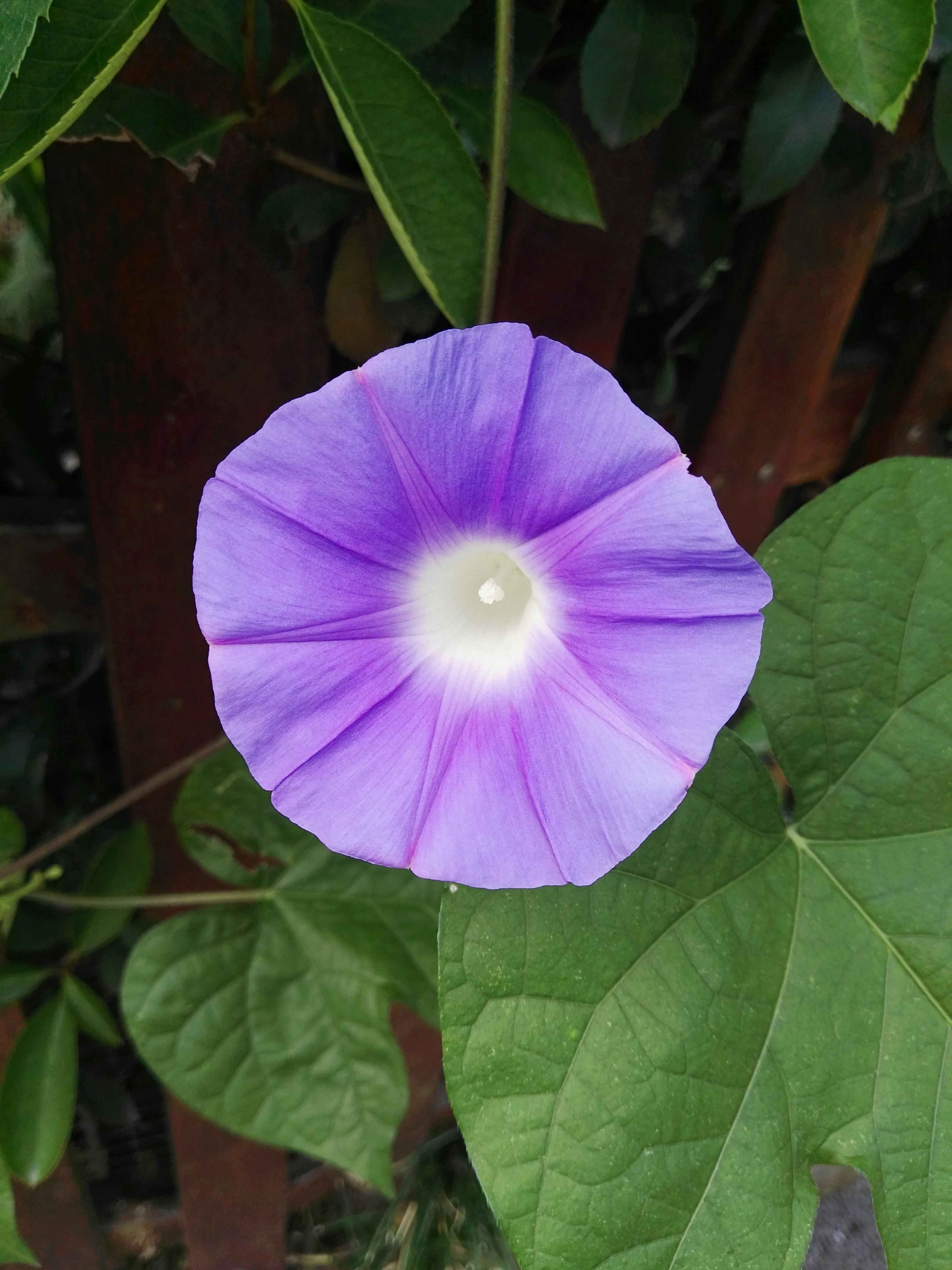 A vibrant purple morning glory flower opens its petals
