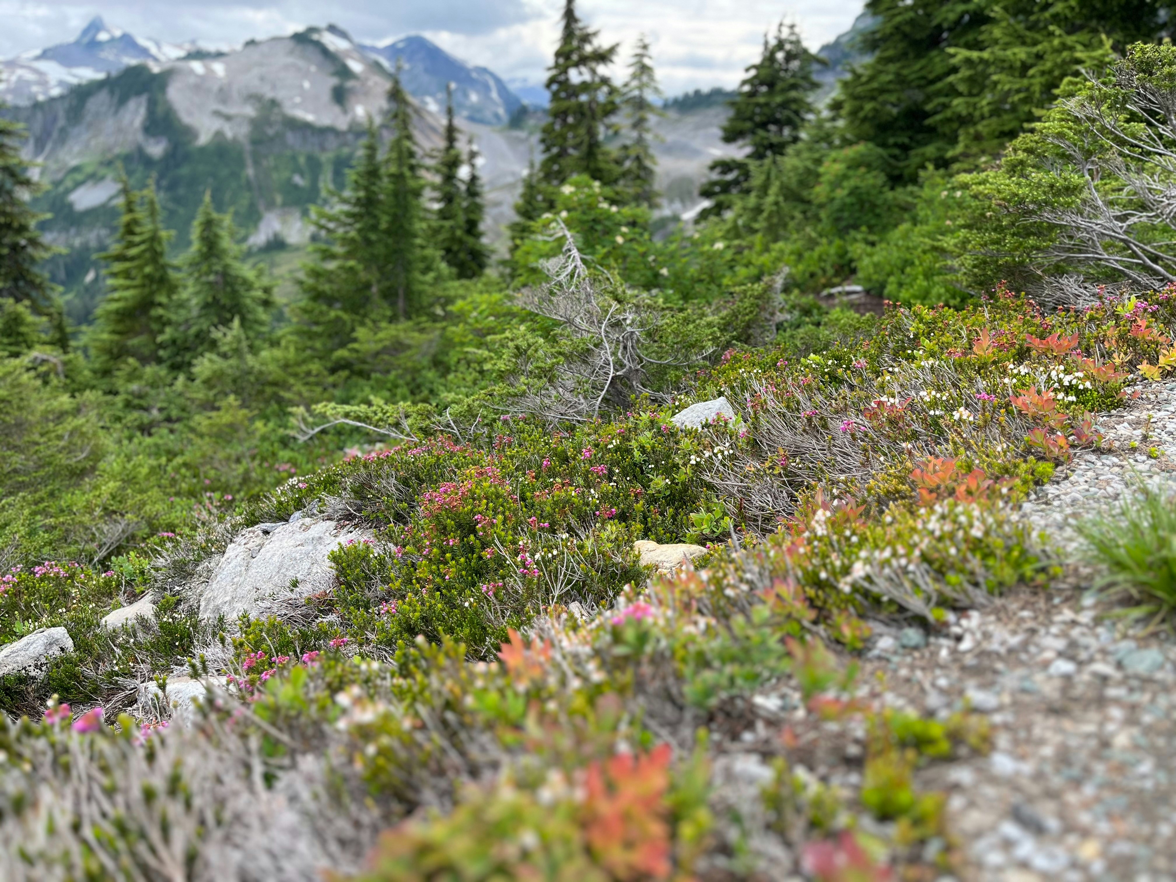 Wildflowers and evergreen trees on a mountain slope.