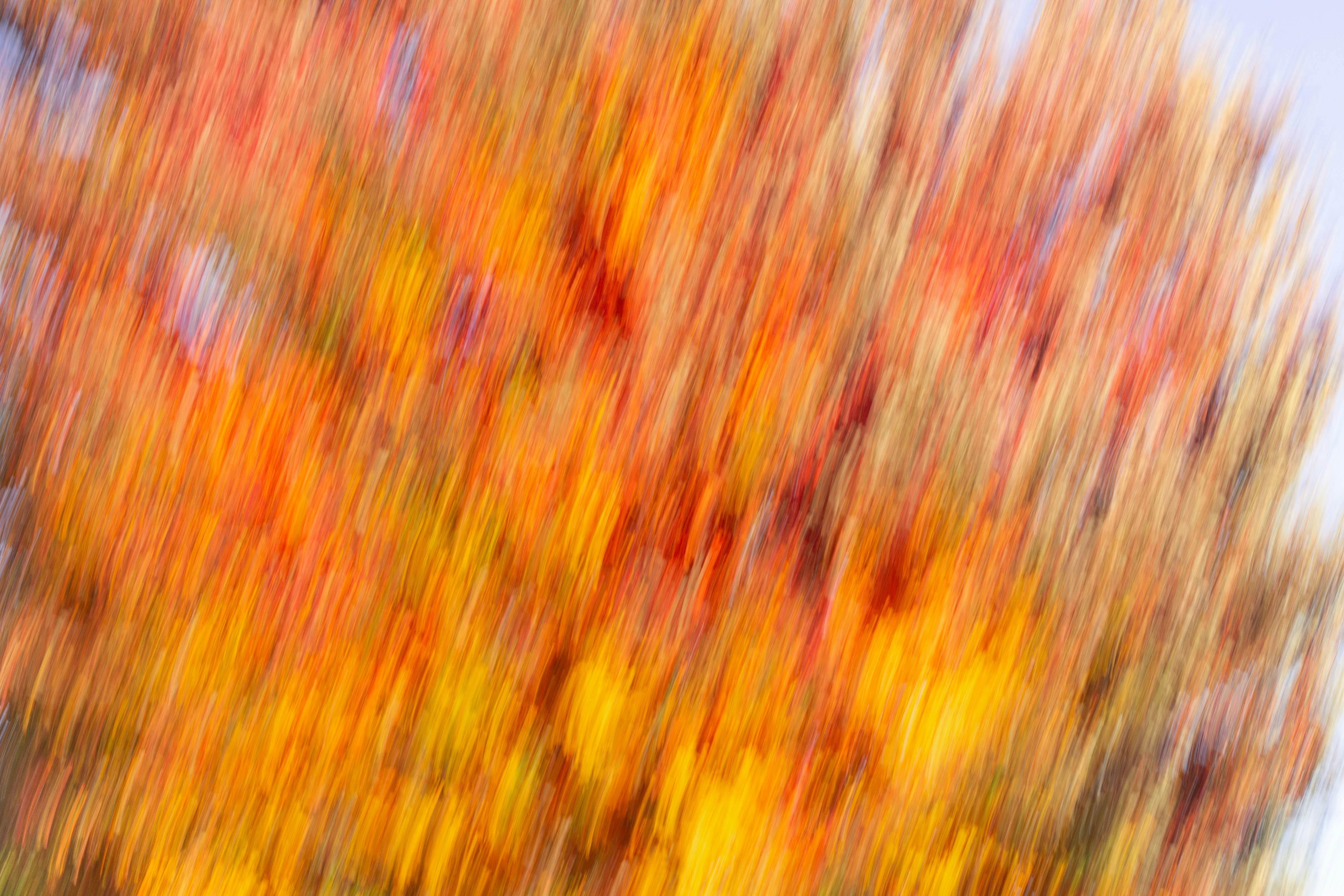 Abstract blur of orange, red, and yellow leaves