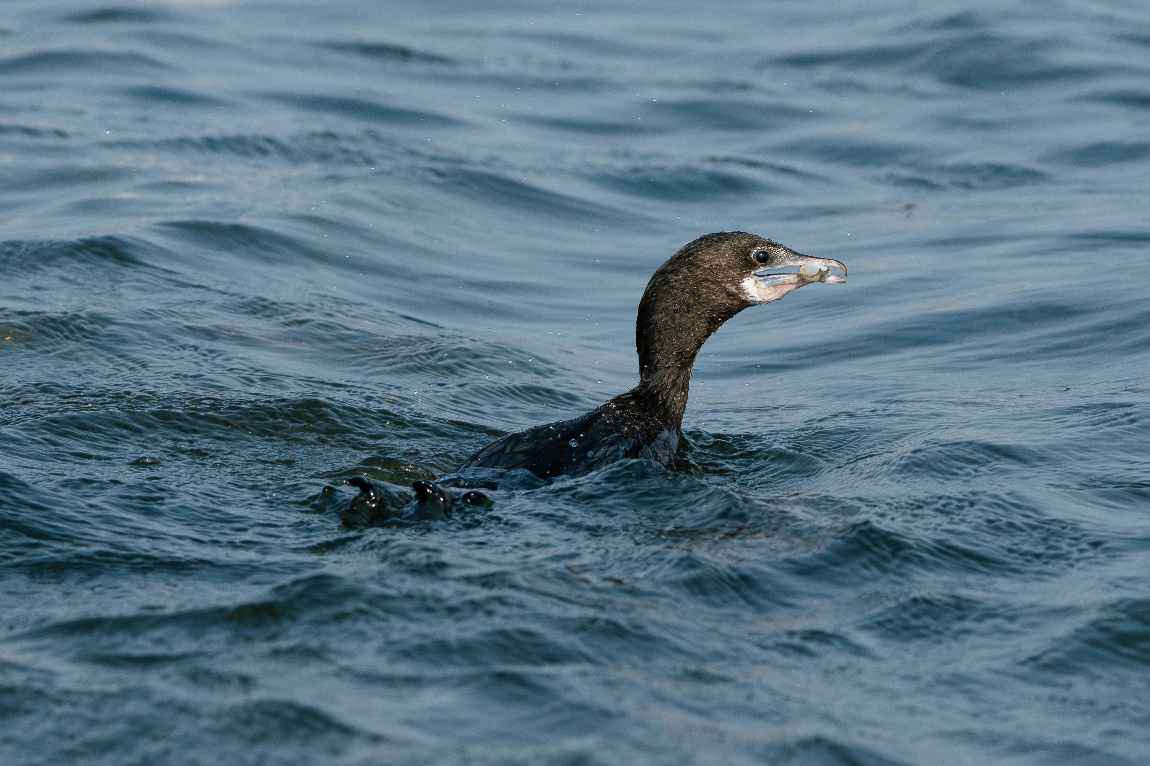 Photo by dattatreyapatra