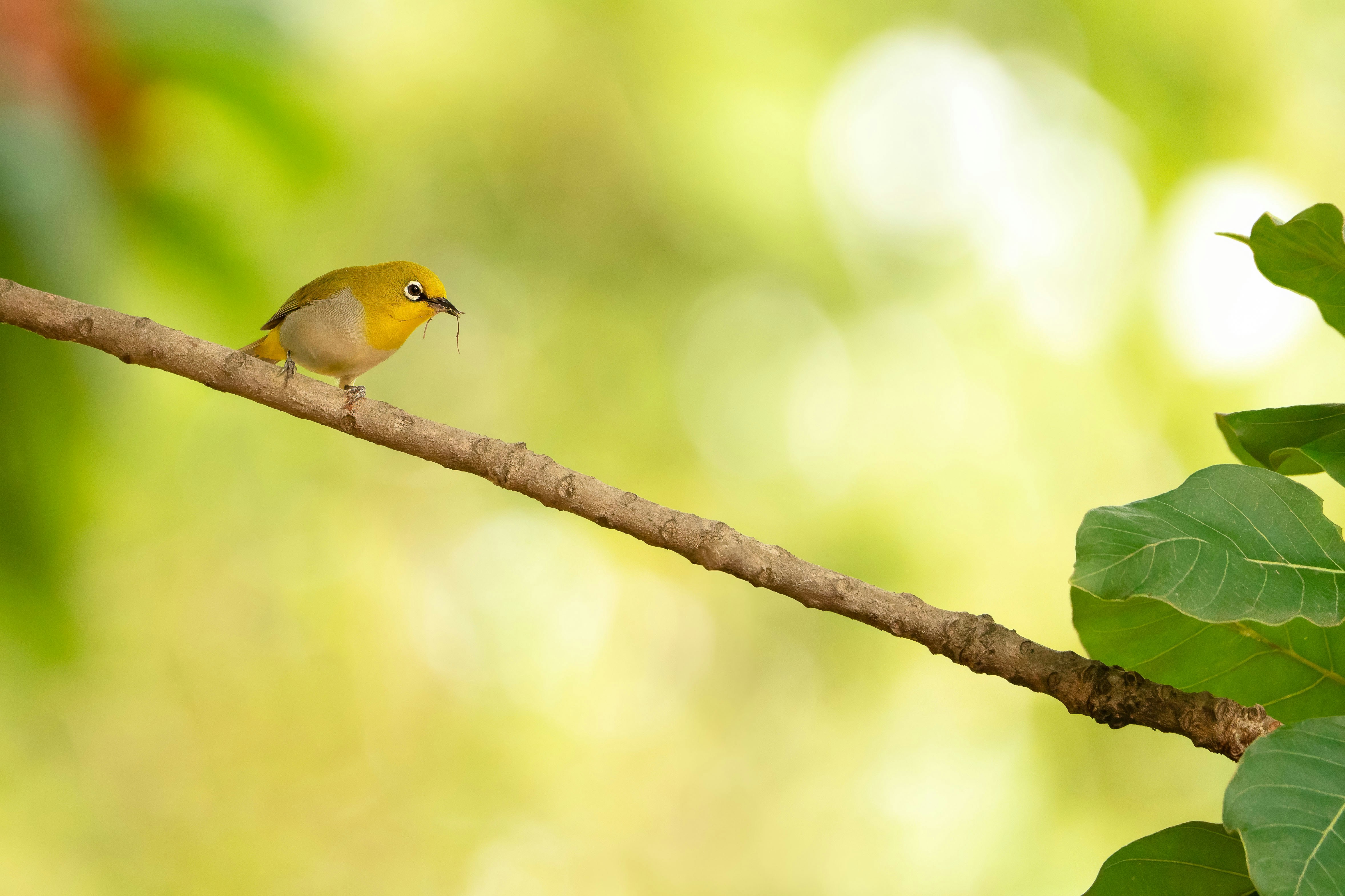 Photo by dattatreyapatra