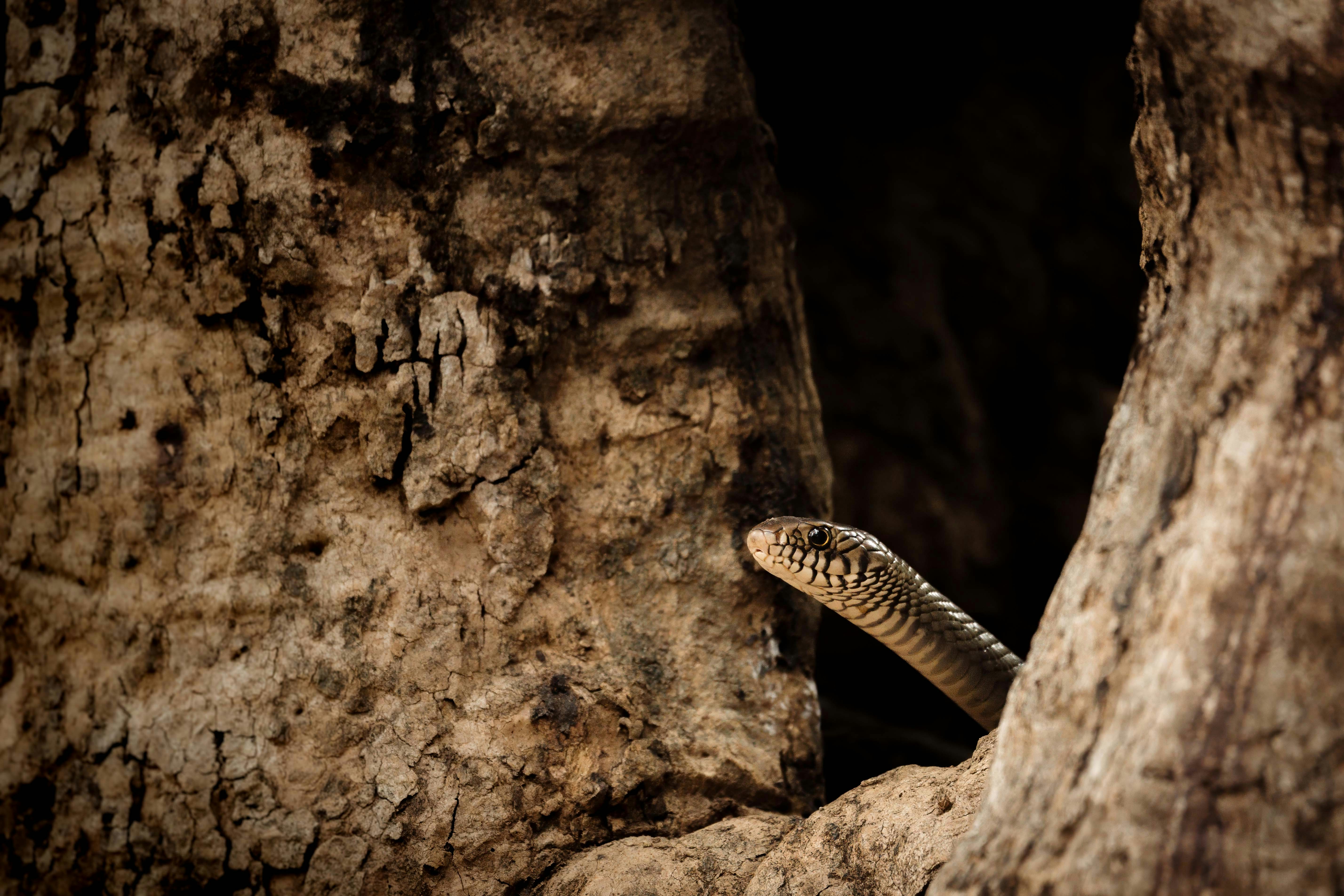 Photo by dattatreyapatra