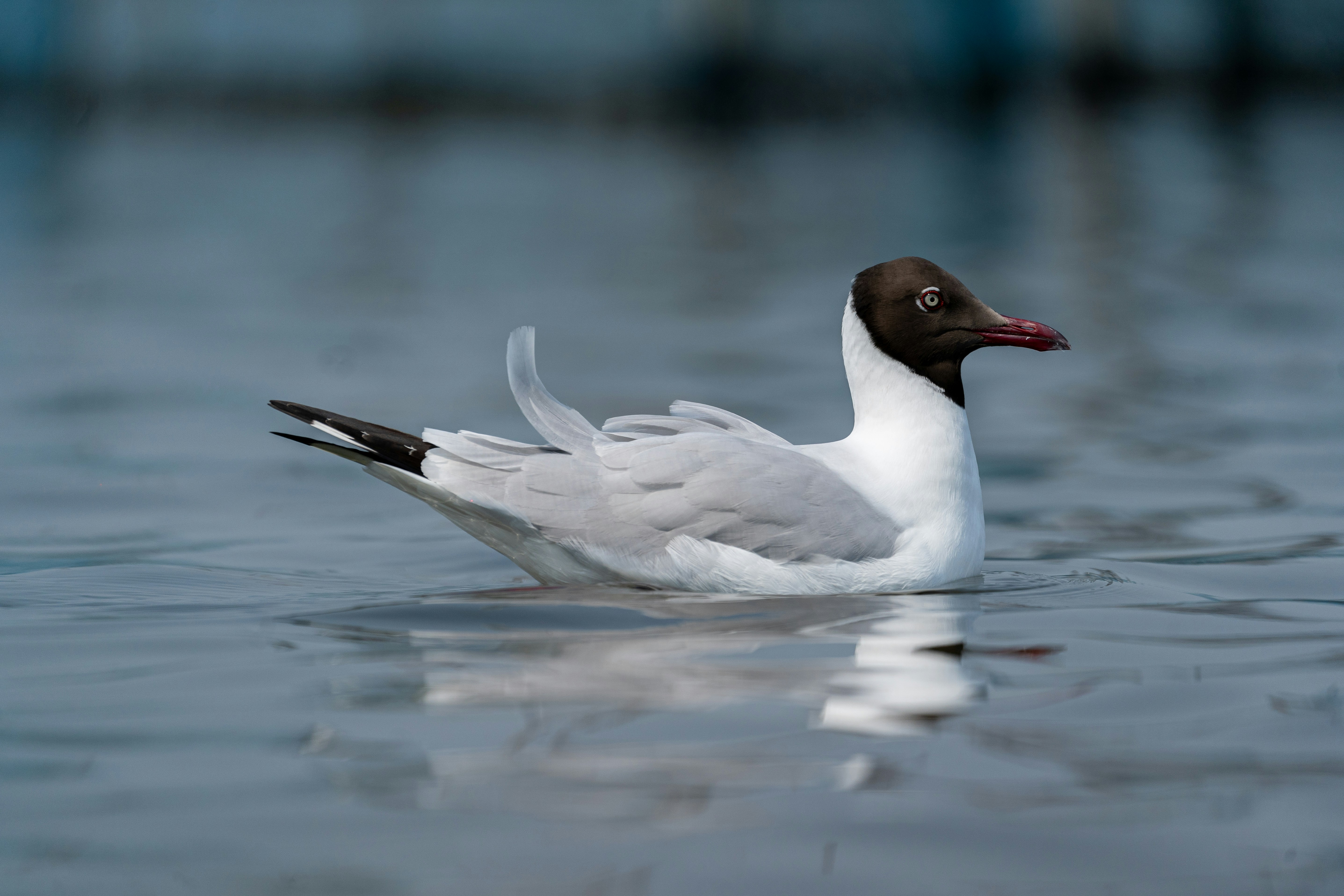 Photo by dattatreyapatra