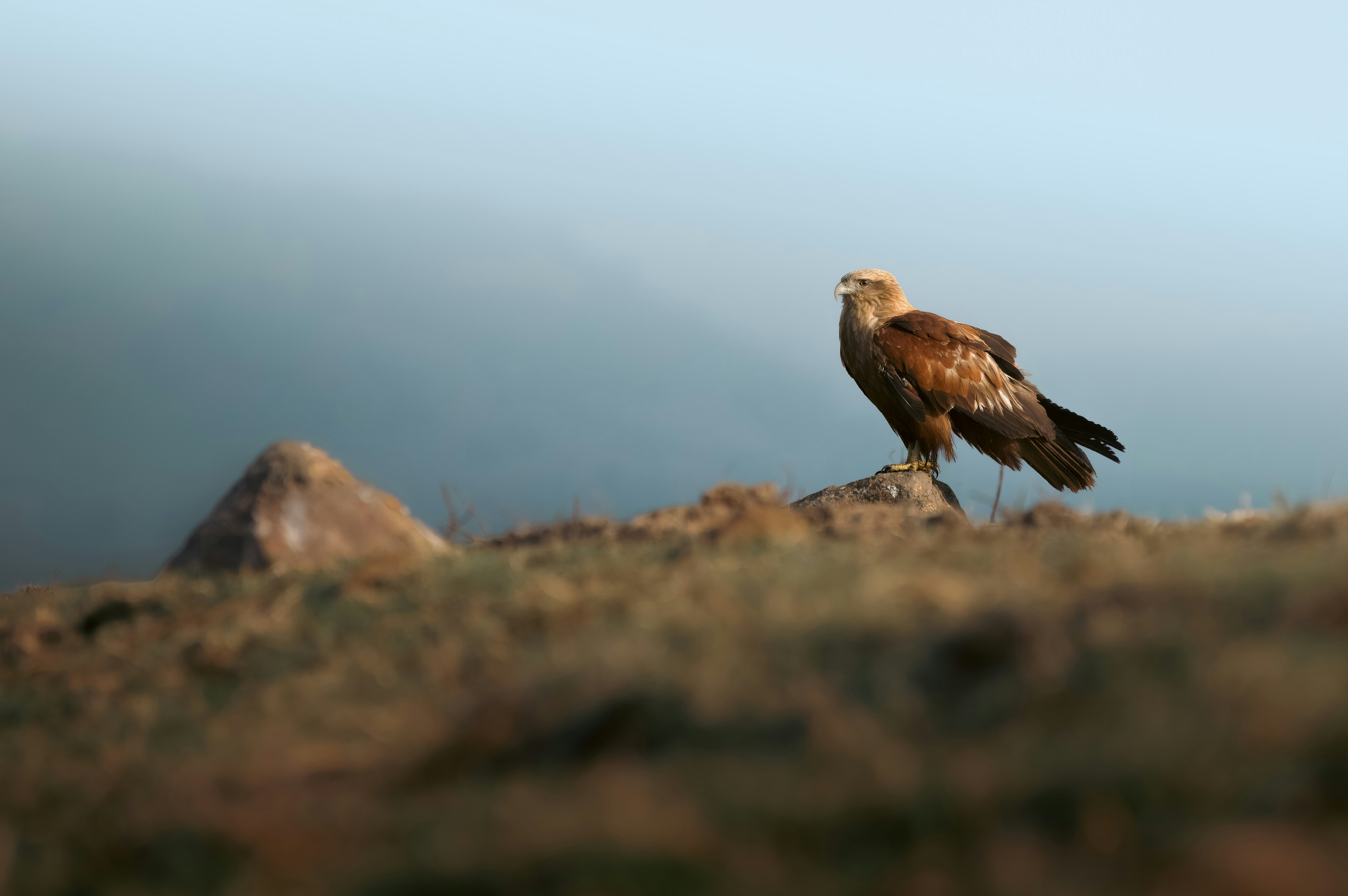 Photo by dattatreyapatra