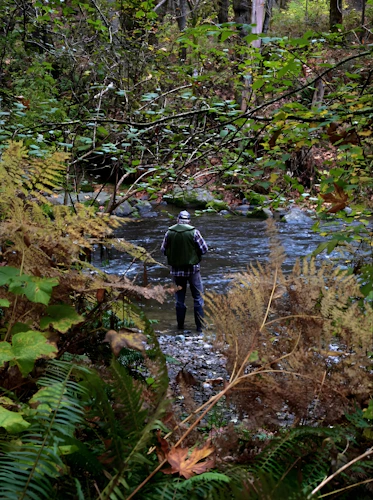 fly fisherman in a wooded mountain stream