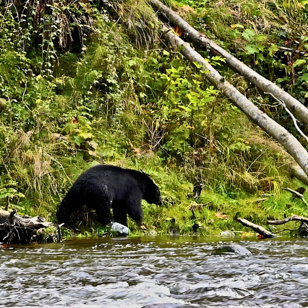 Black bear walking along a forested riverbank — typical Colorado black bear habitat