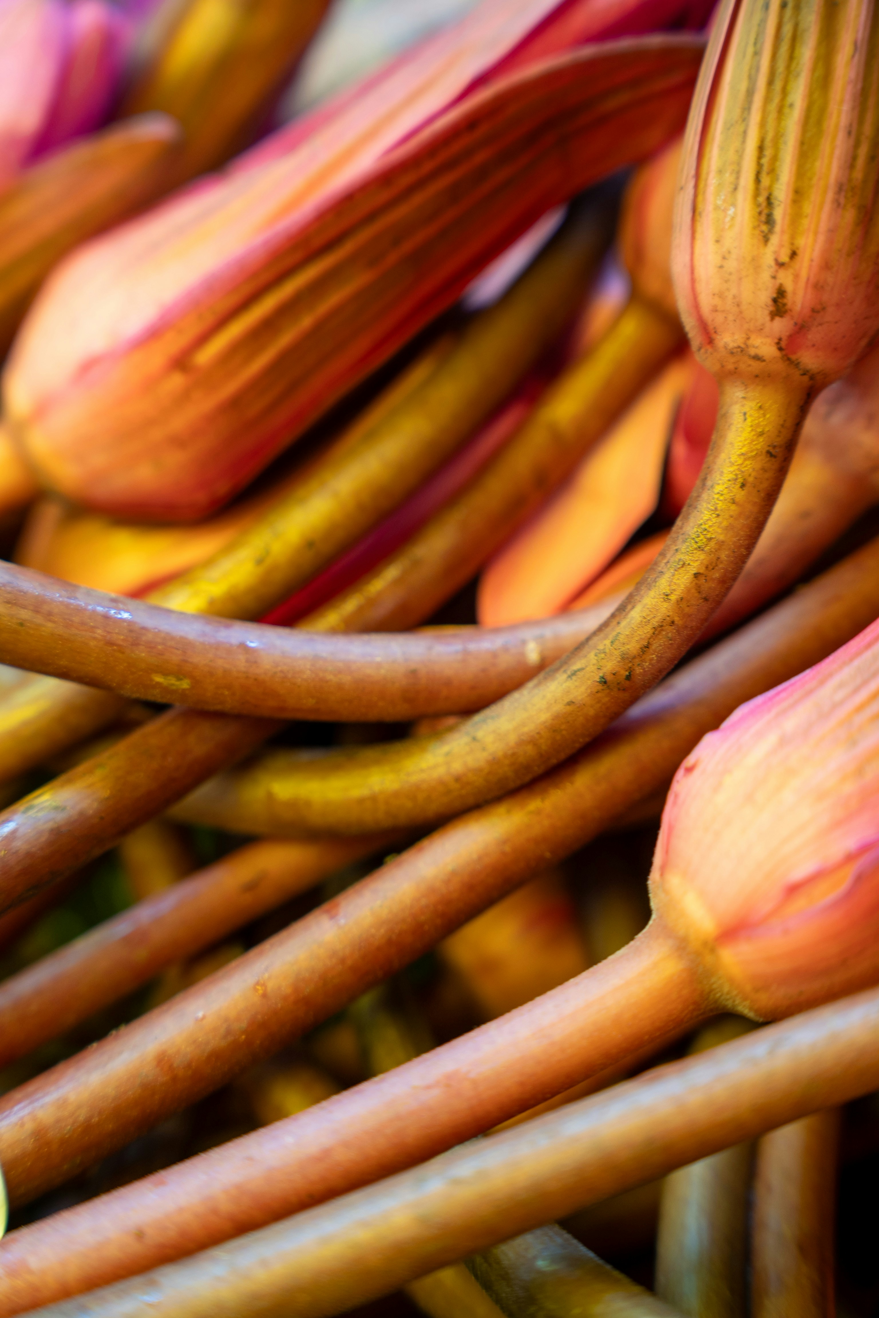 Close-up of unopened pink lotus flower buds