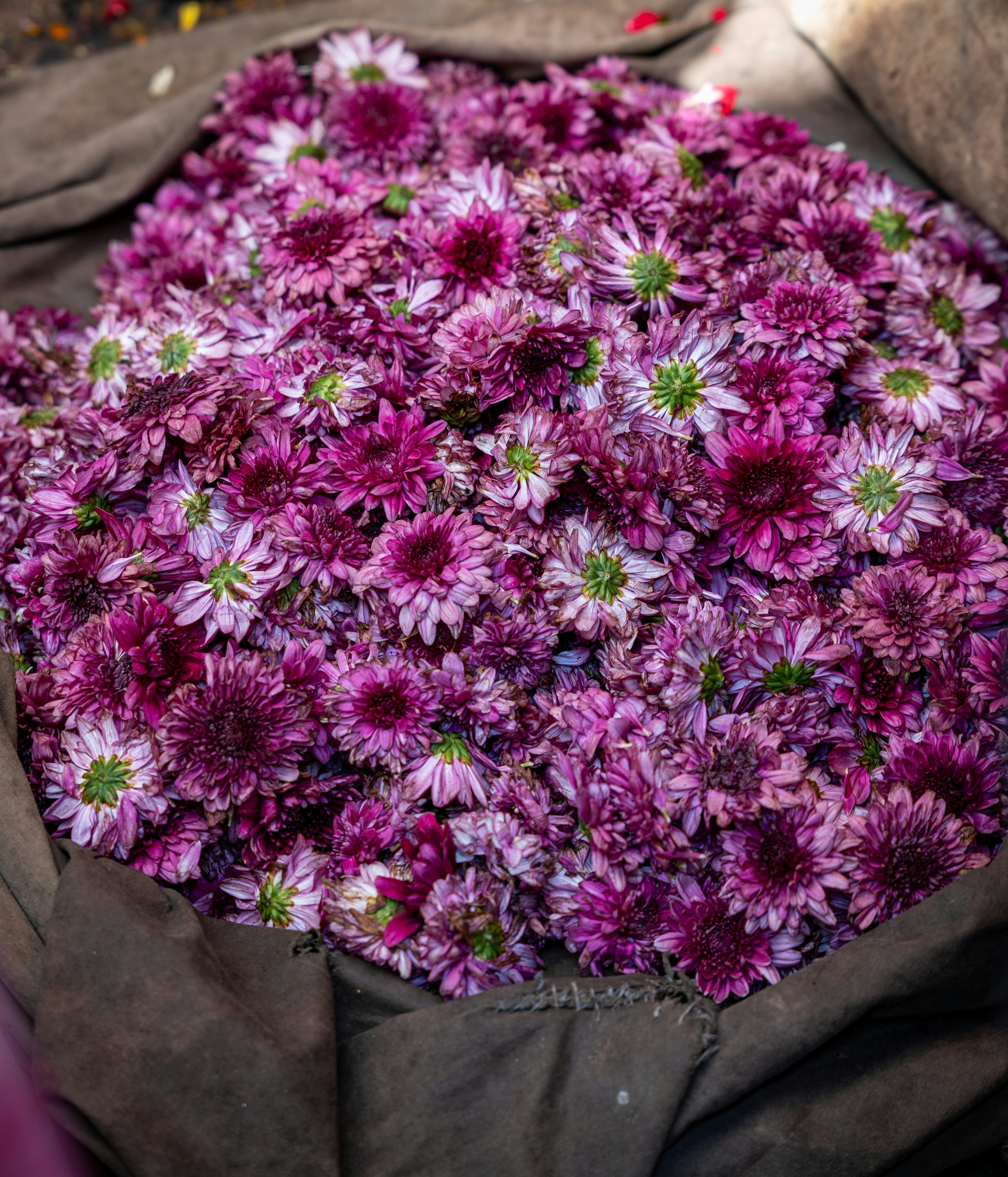 A large pile of small purple flowers