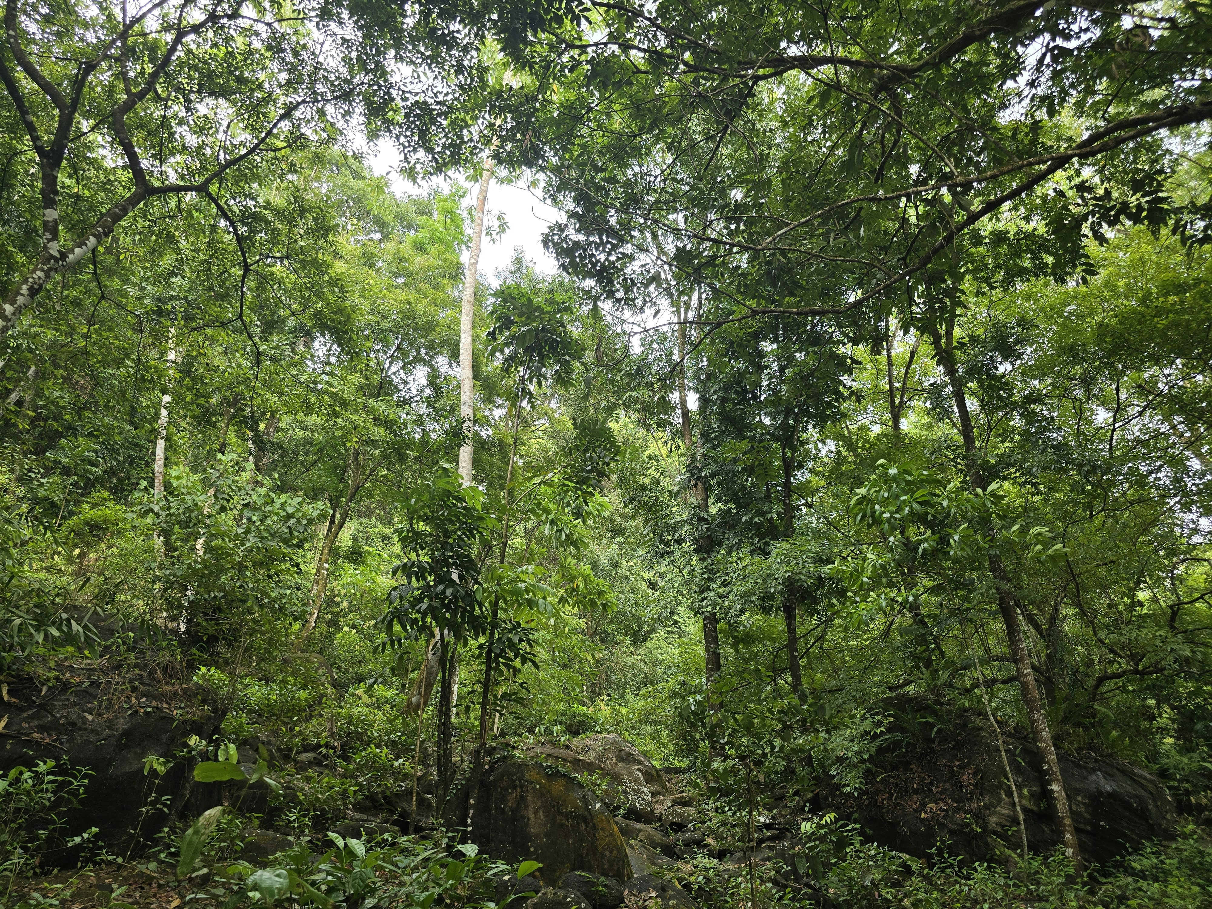 Ancient warrior forest