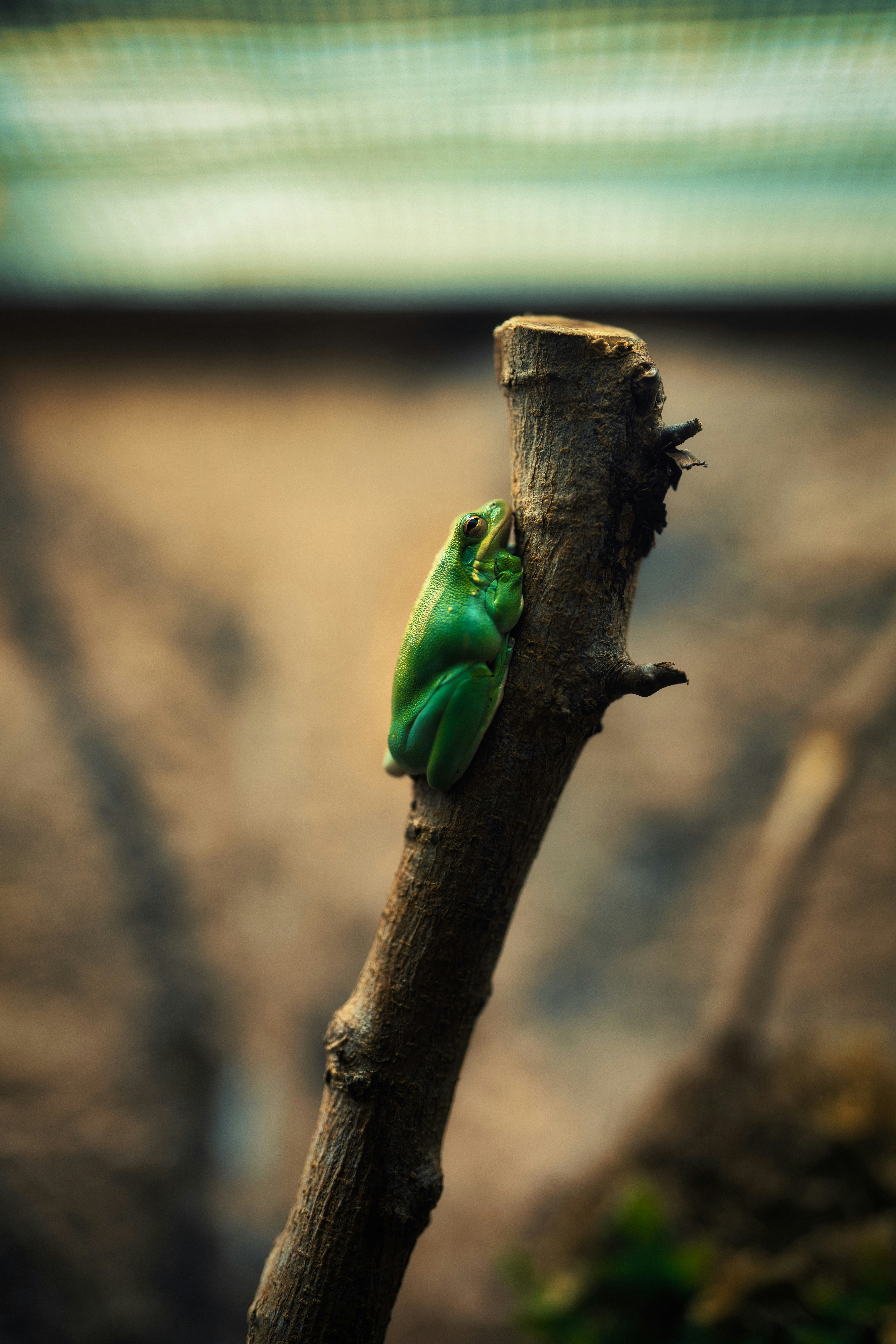 peaceful world wallpaper, wallpaper, Persaudaraan Universal dalam Islam 6