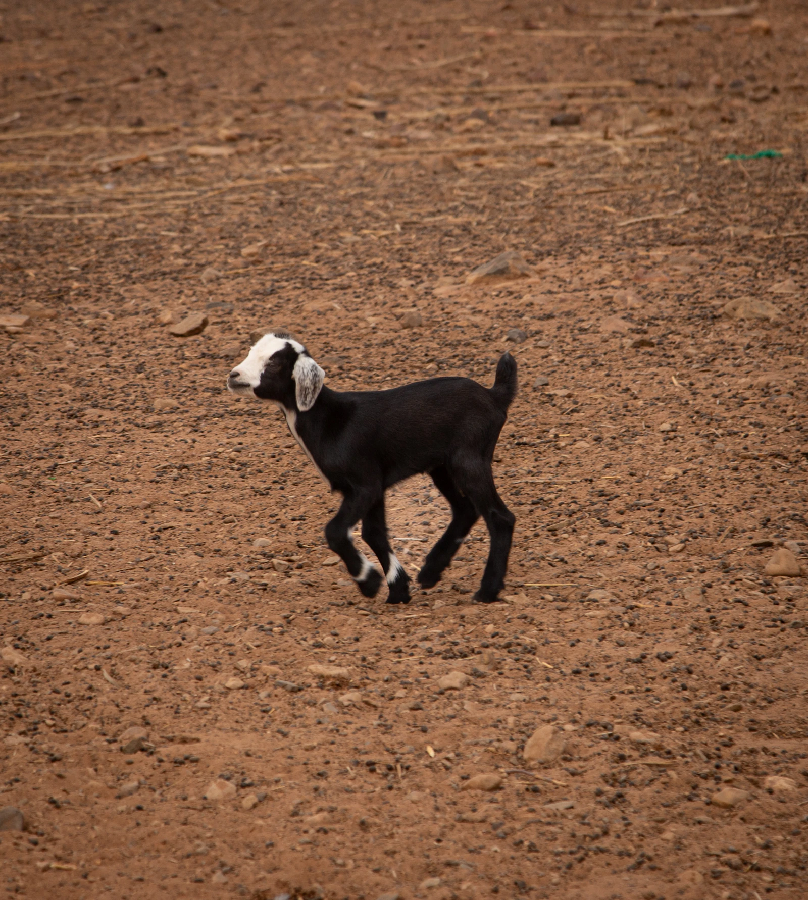 'This Thing Is Really Strong, Dude': Deputies Wrestle a Runaway Goat Back Into Its Pen