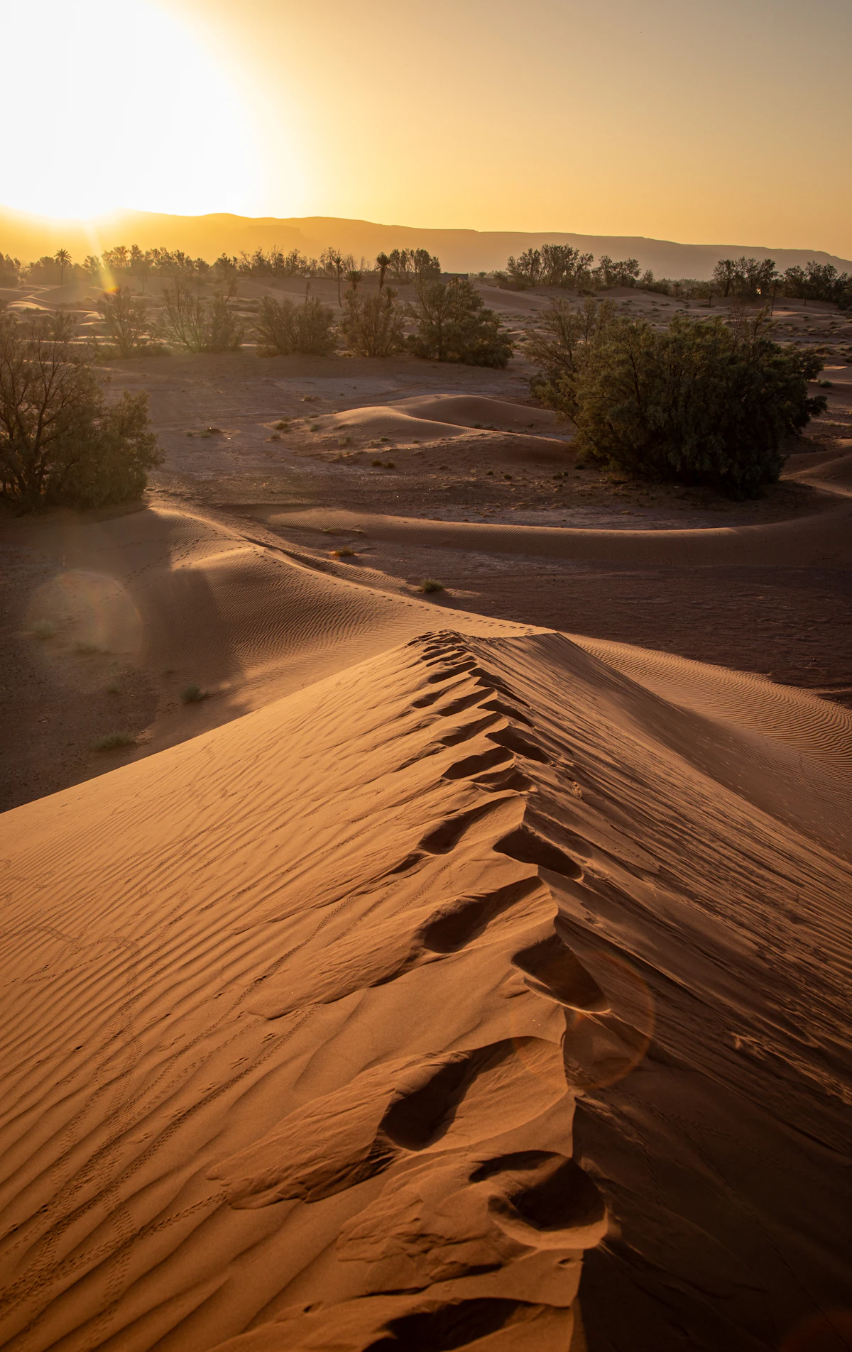 Footprints running along a dune ridge at sunset