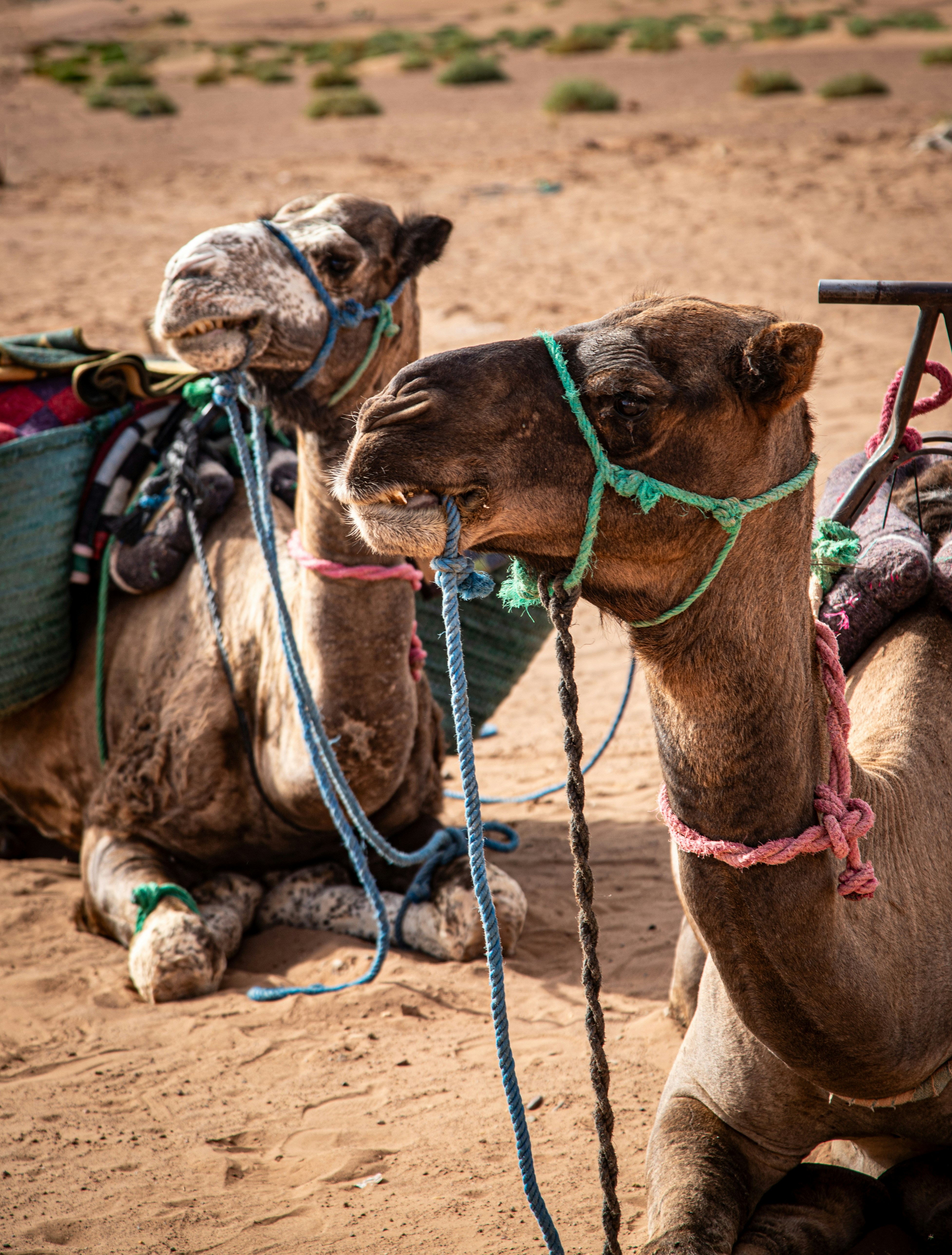 Two camels resting in a desert landscape