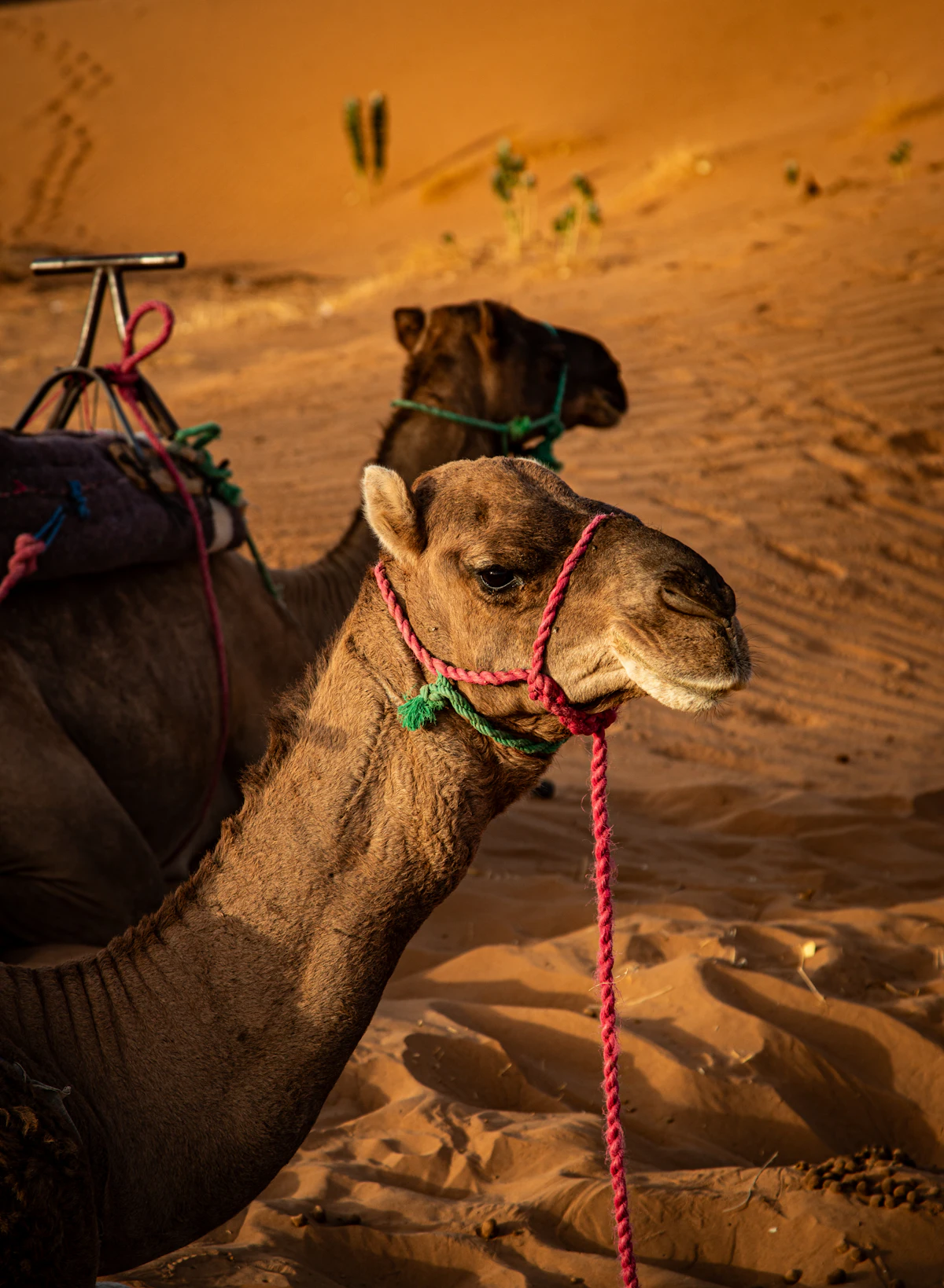 Trésors du Sud — 4 jours depuis Djerba