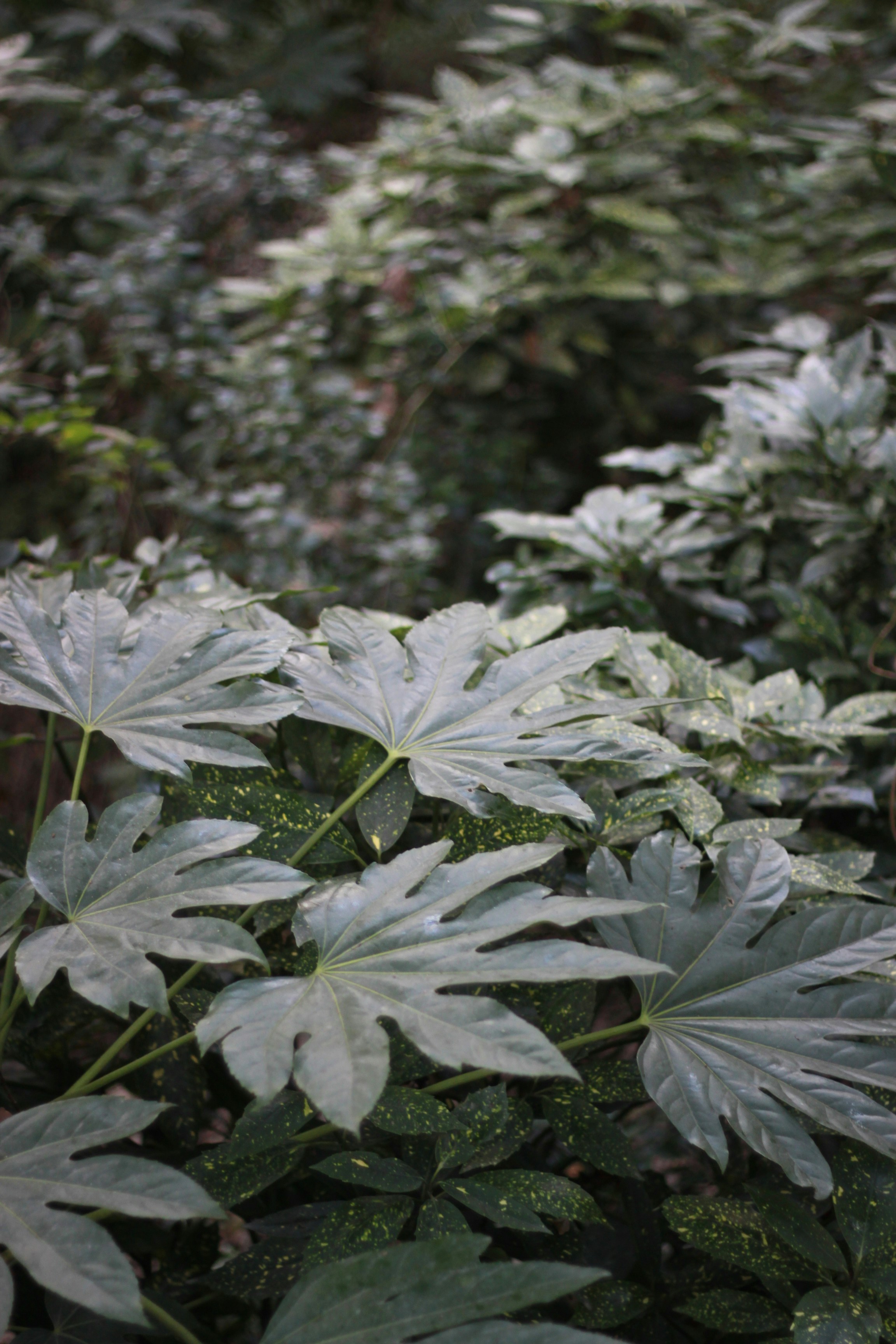 Large, pale green leaves of a tropical plant.