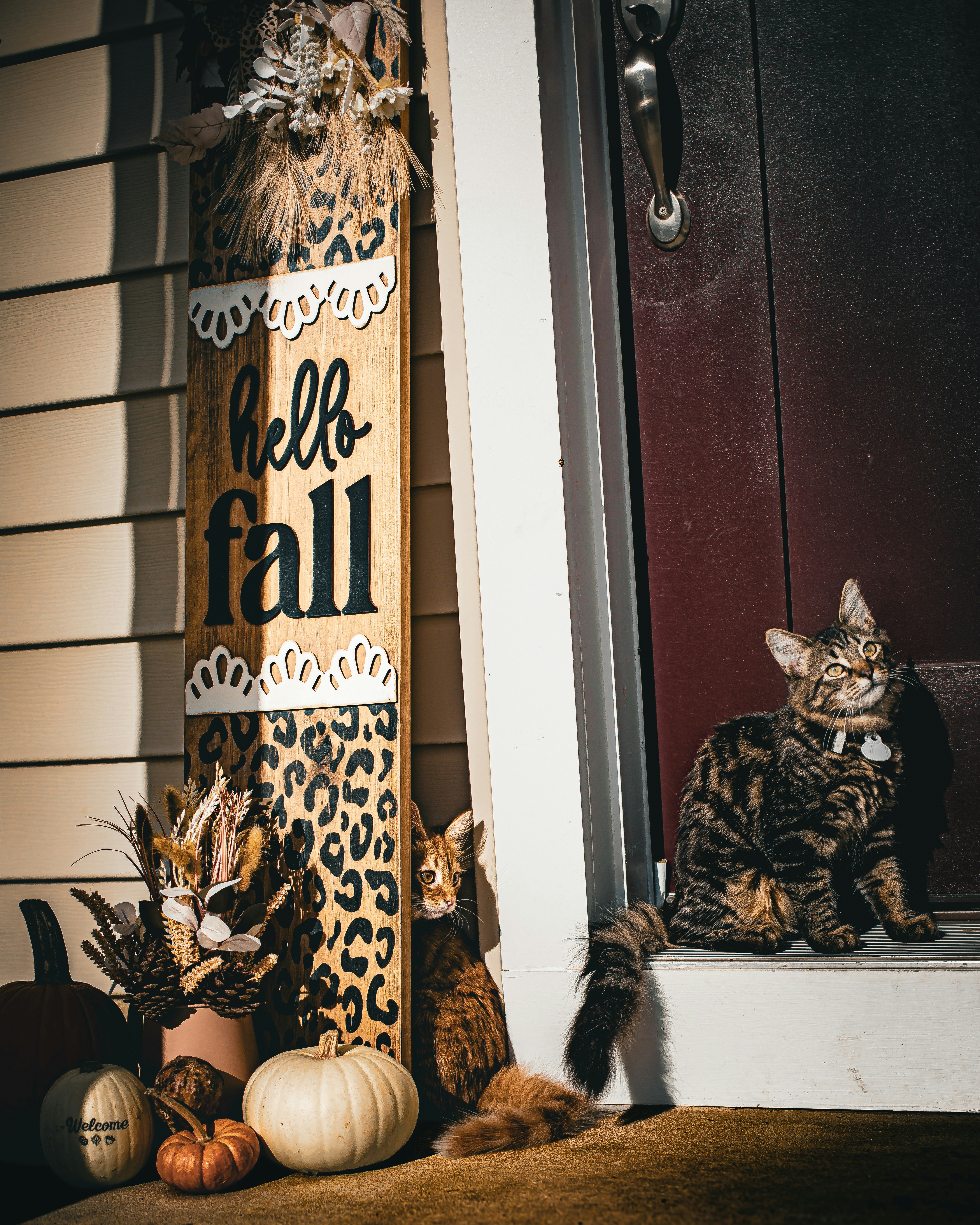 Two cats sit by a fall decoration on a porch.