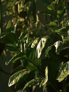 Green leaves with water droplets in sunlight.
