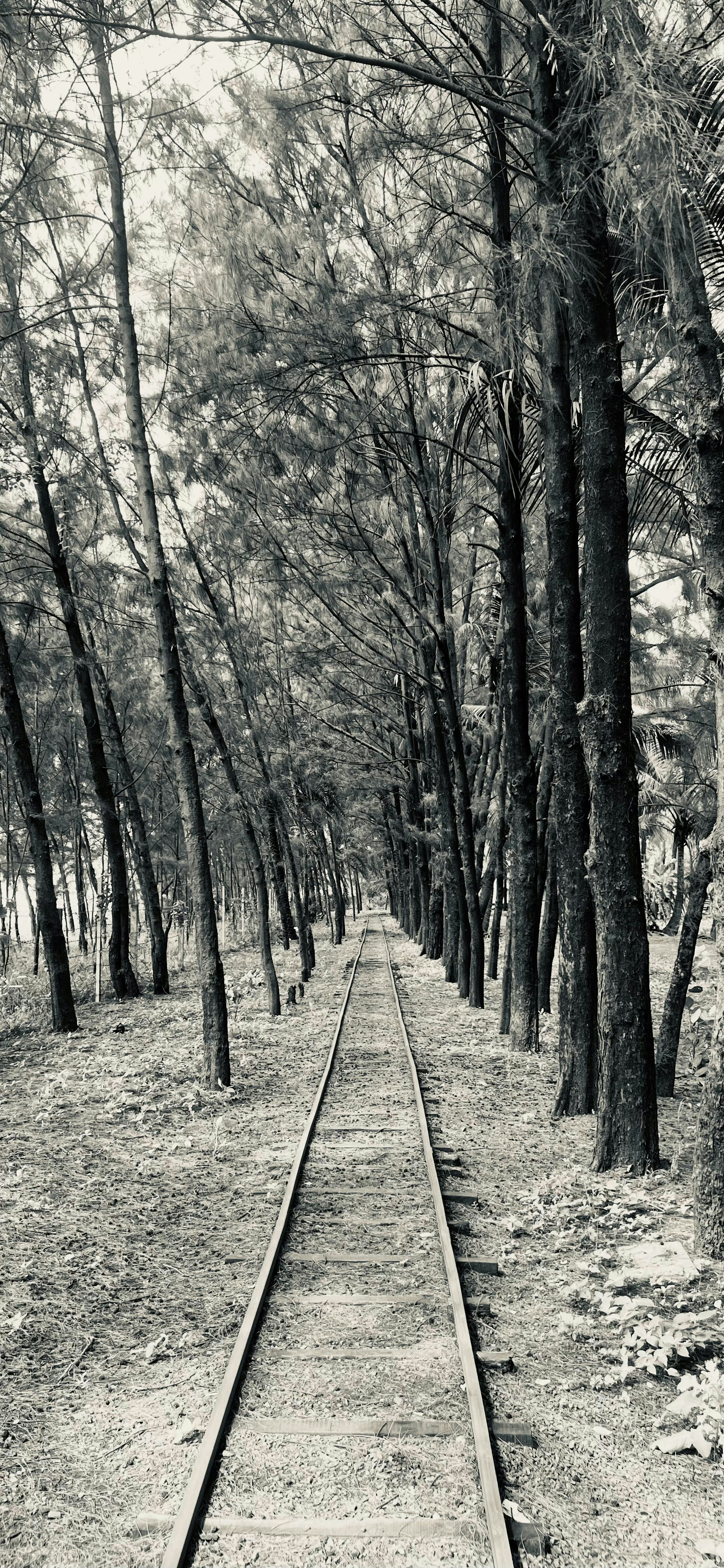 Train tracks run through a forest of tall trees.