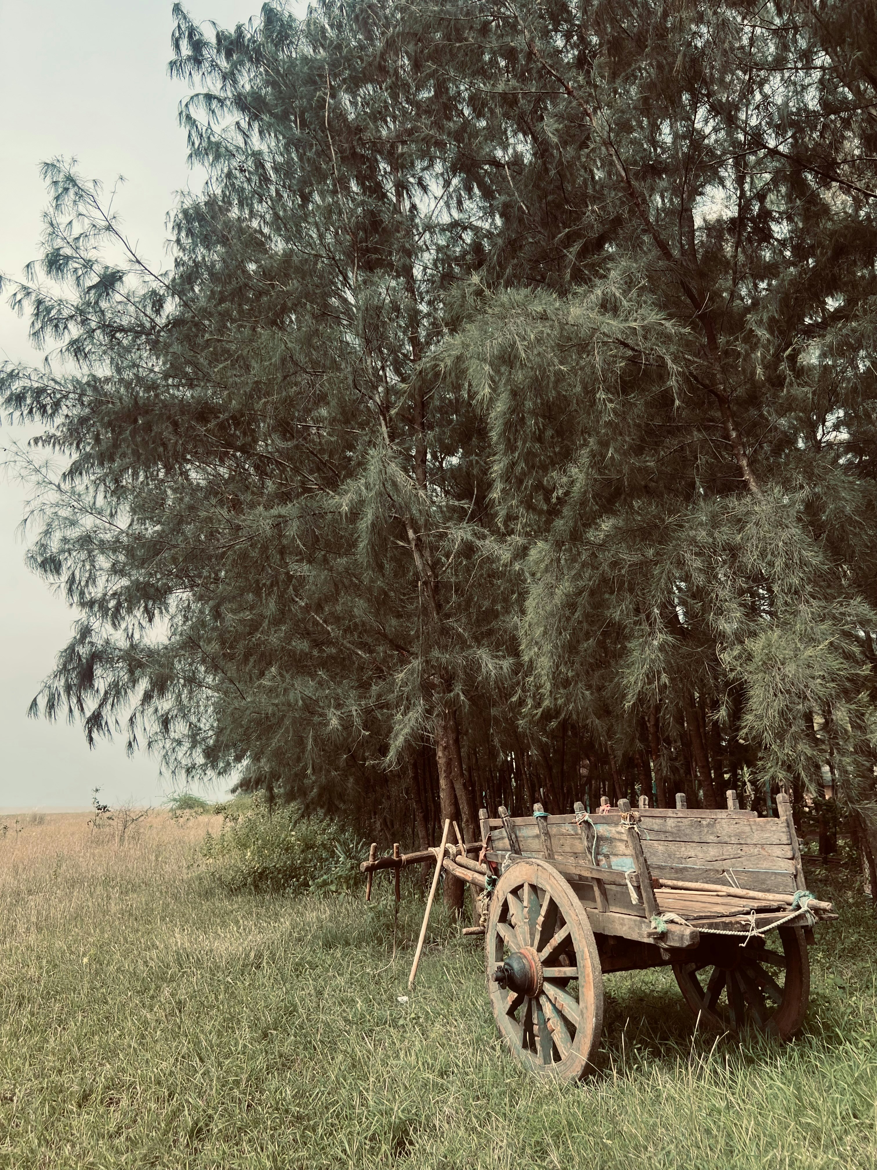Wooden cart under a large tree in a field