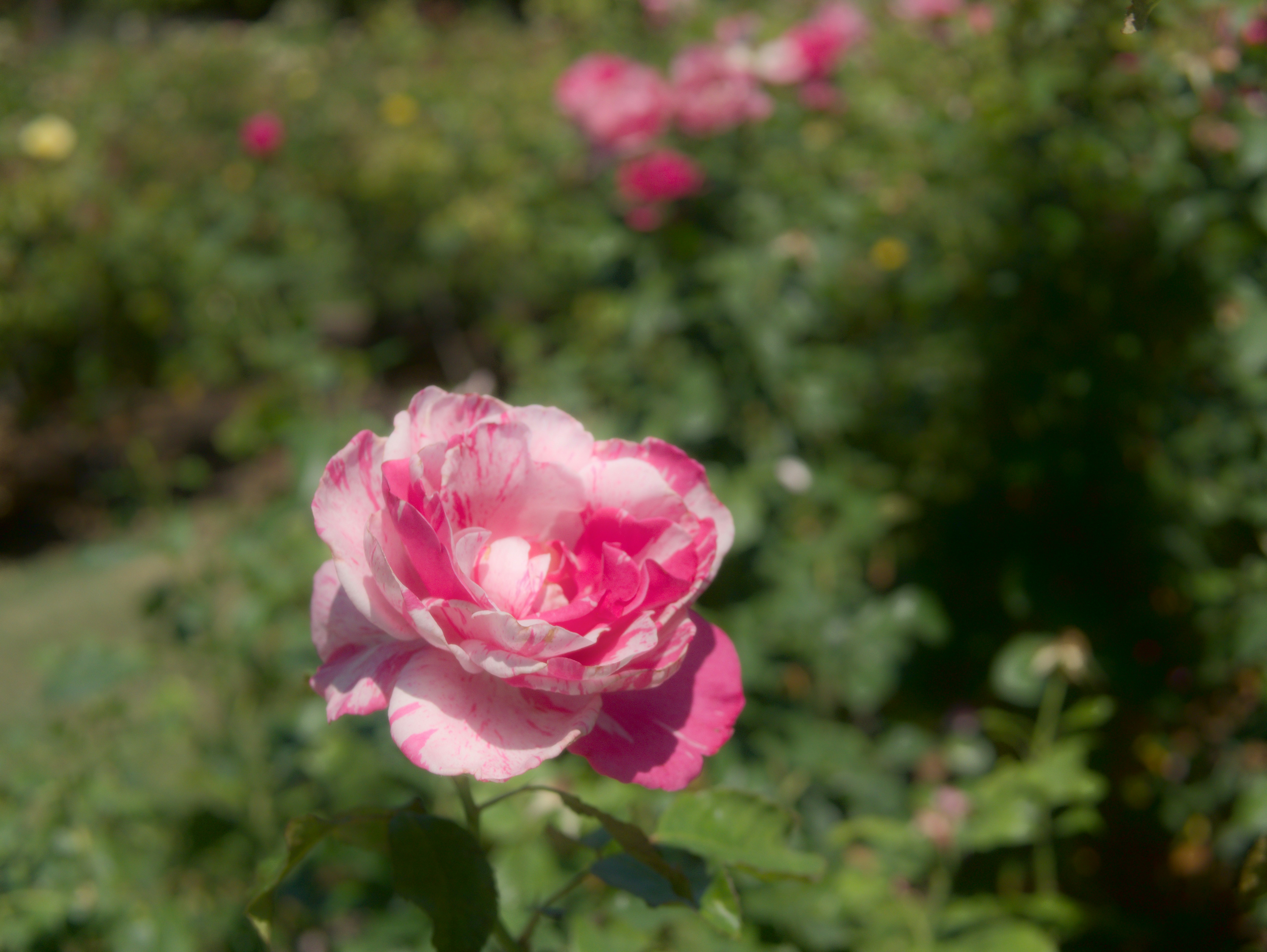 Photo by sohan_shingade