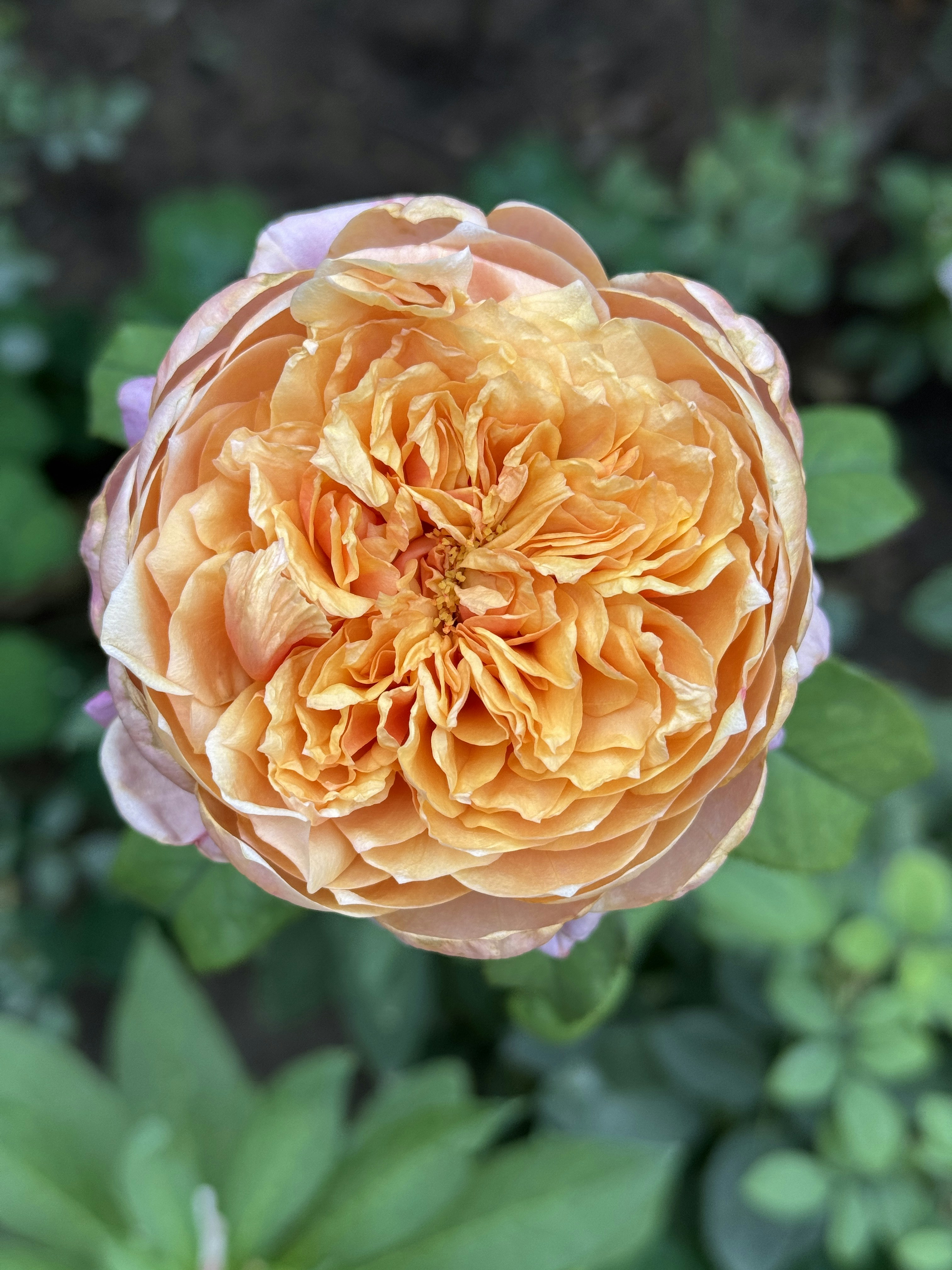 Photo by vikadavidart