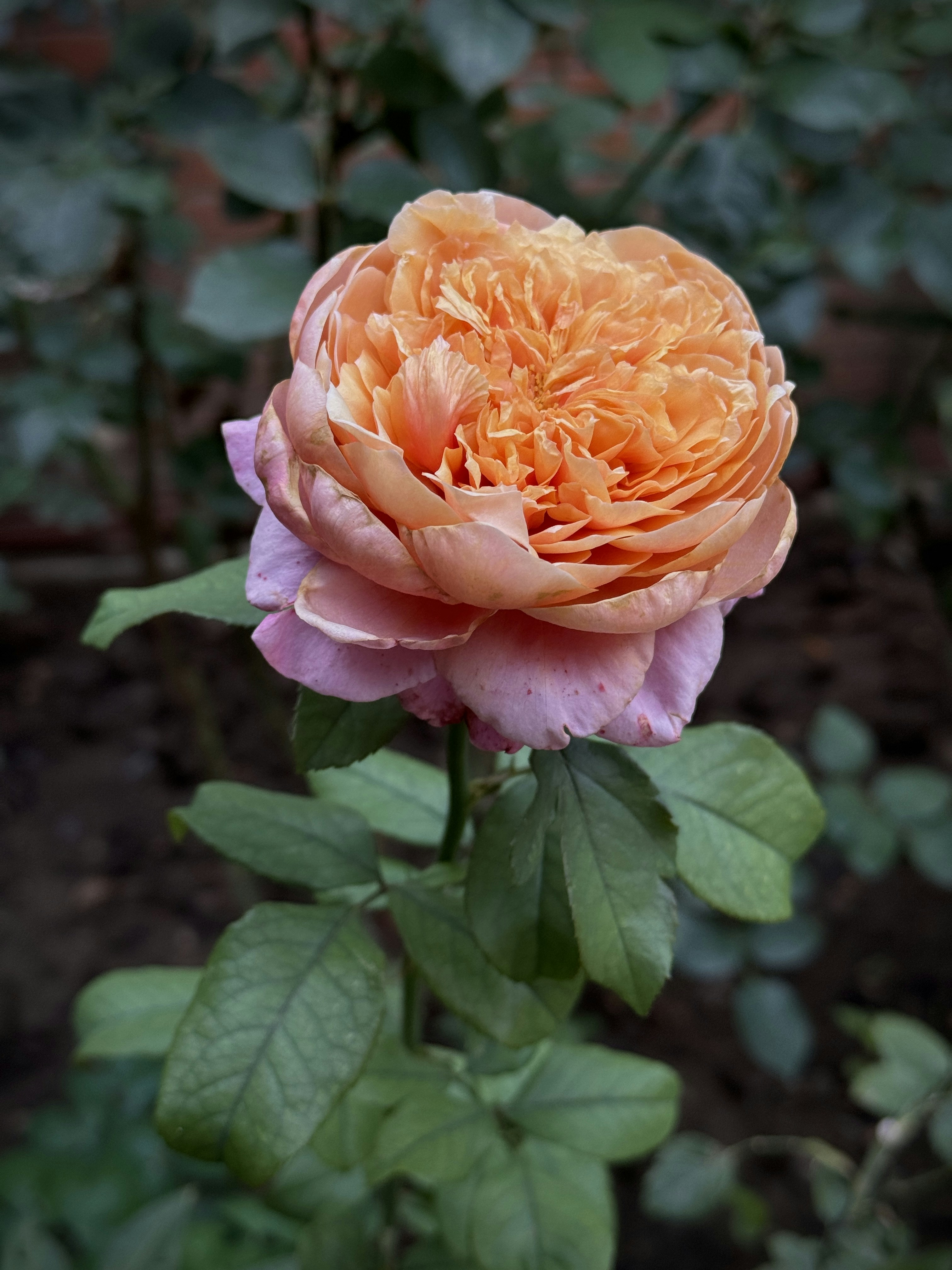 Photo by vikadavidart