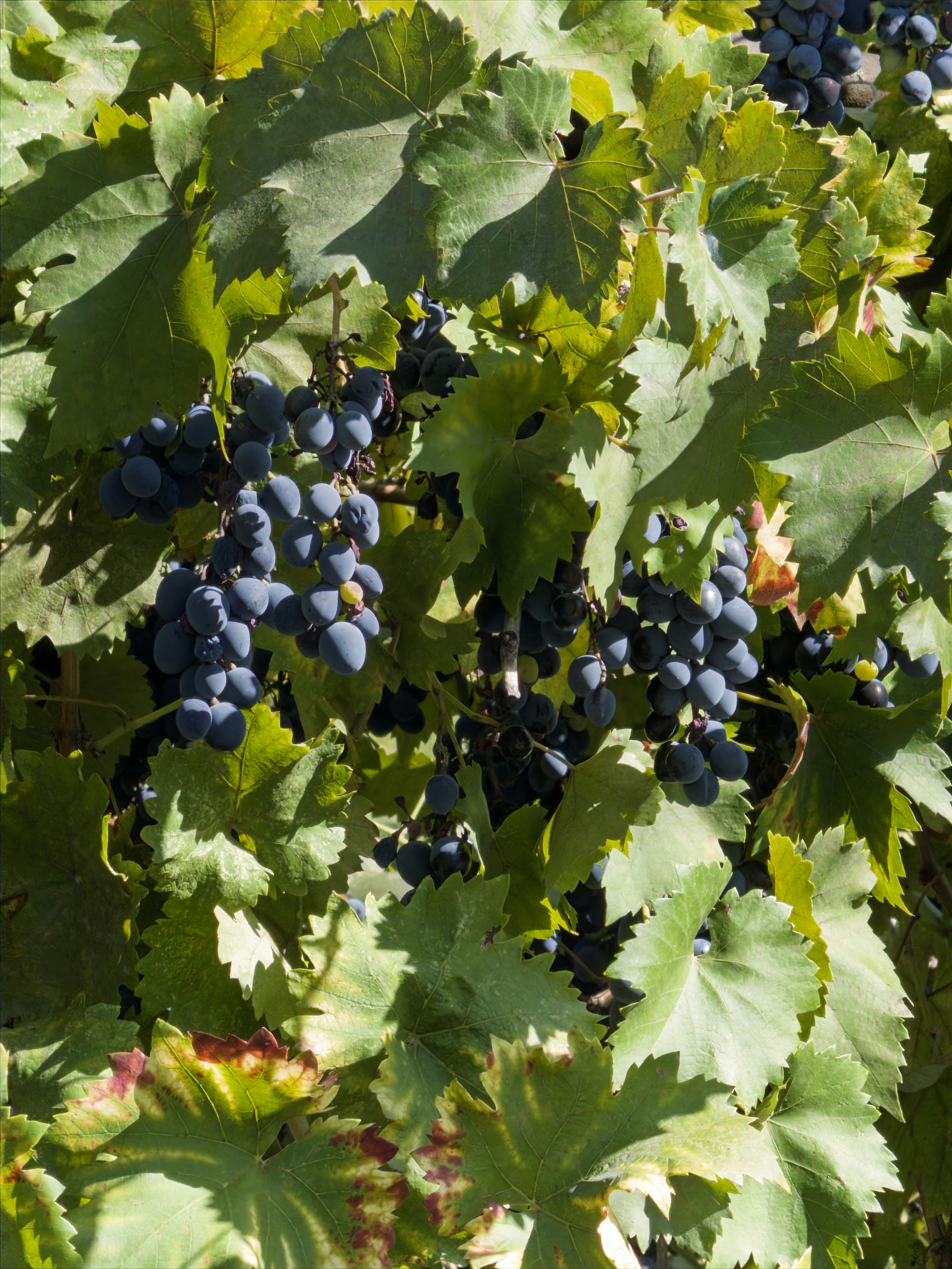 Photo by vikadavidart