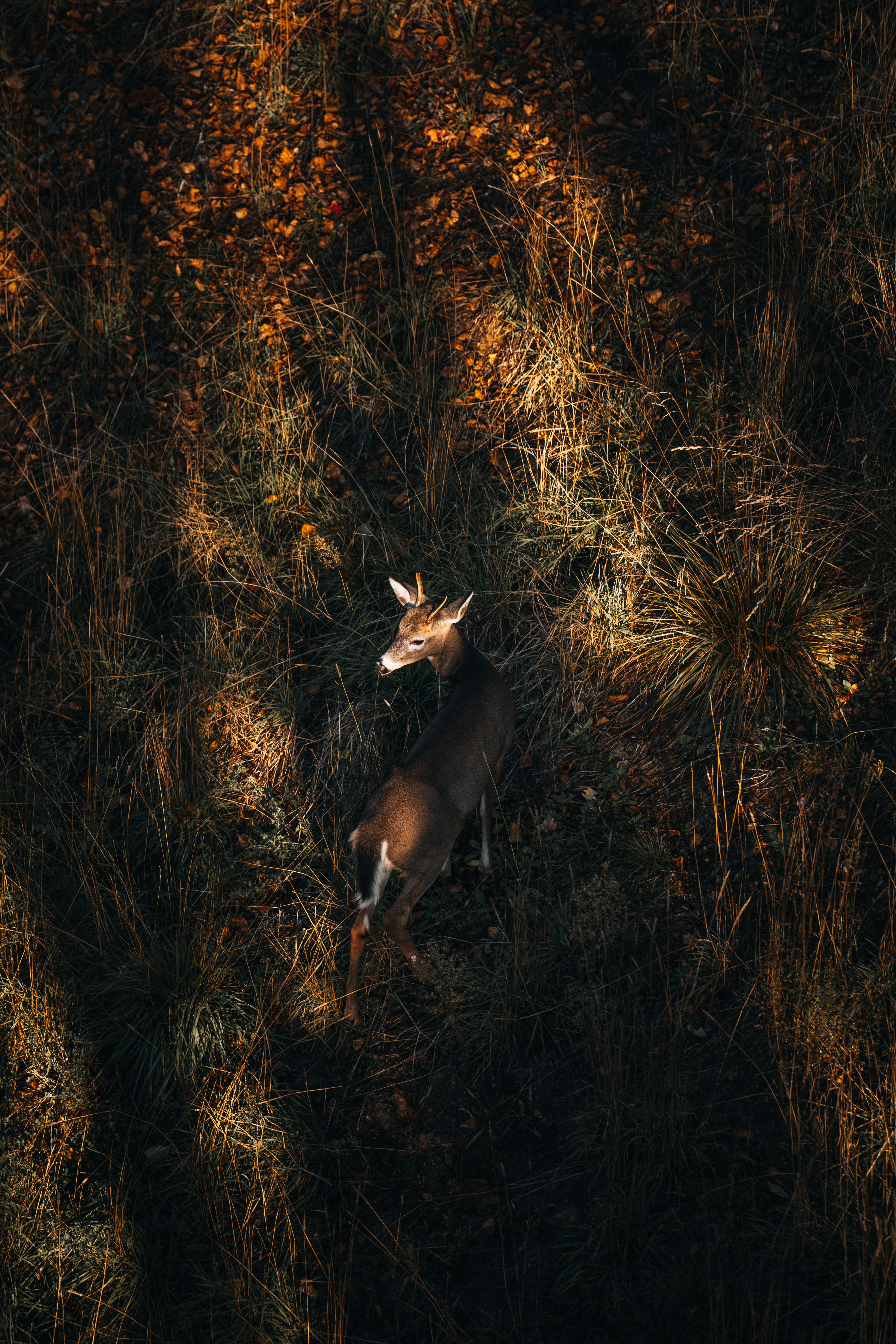 A deer lies in tall grass under dappled sunlight.