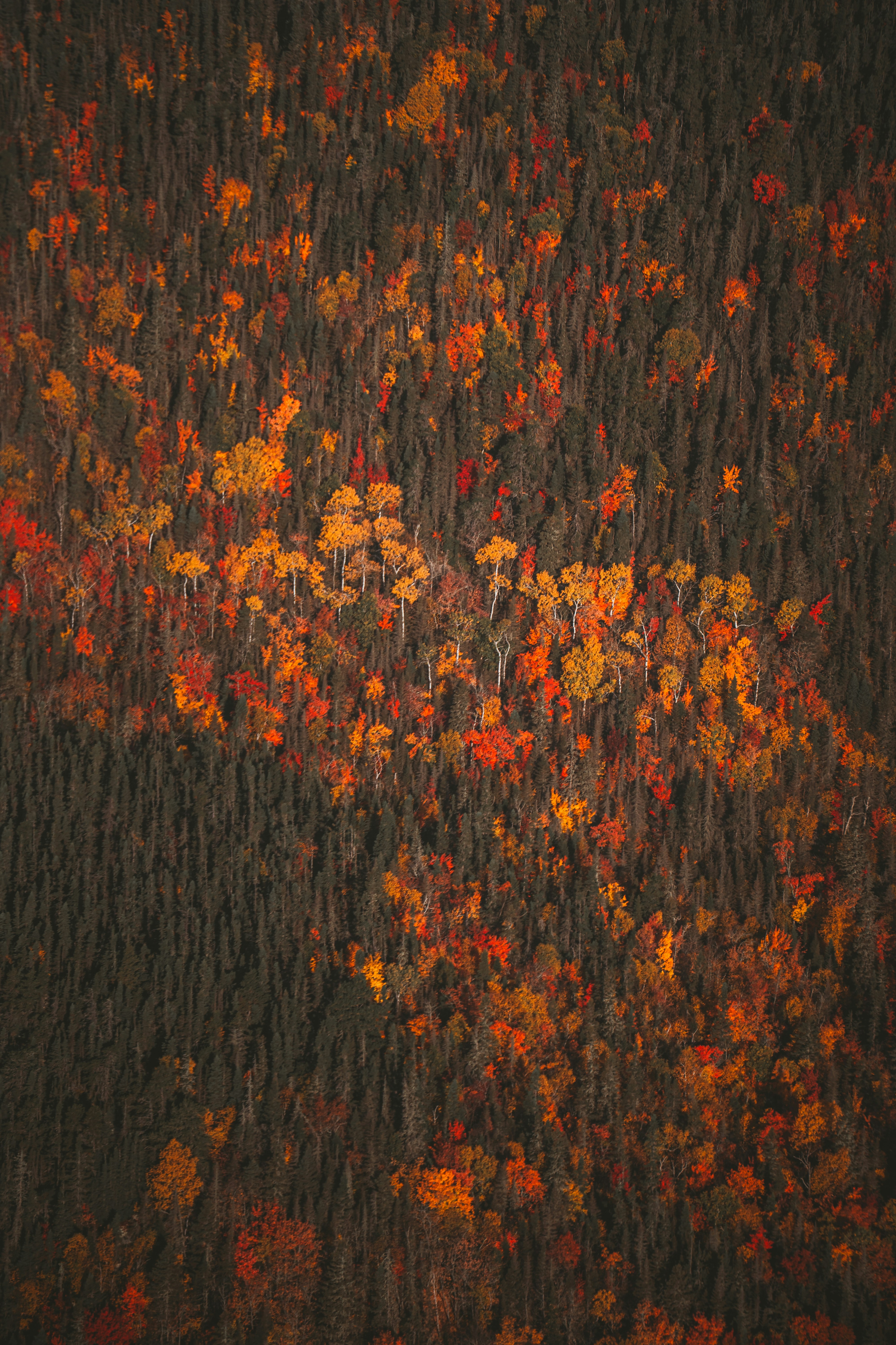 Luftaufnahme von Herbstbäumen mit leuchtenden Herbstfarben.