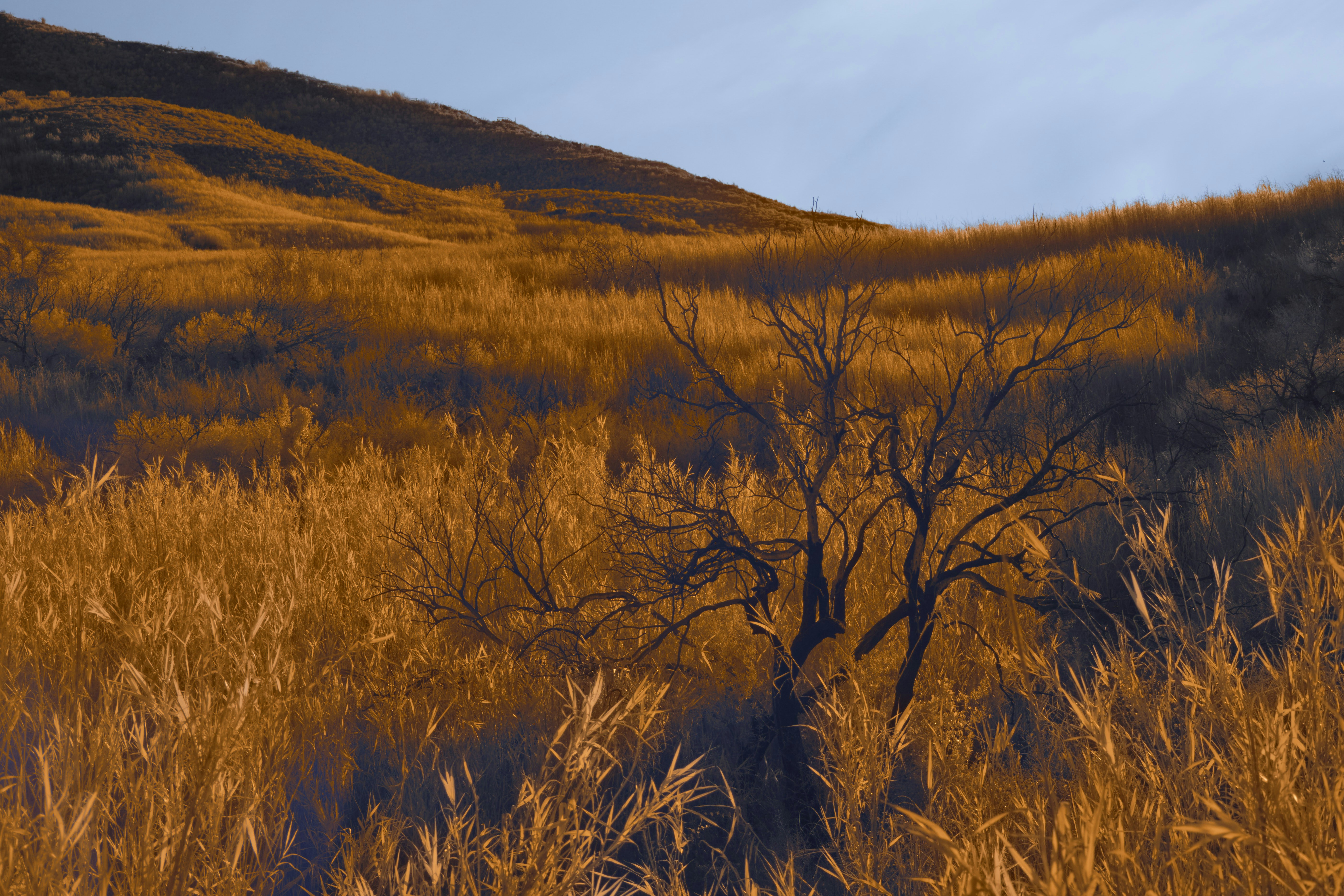 Photo by wolfgang_hasselmann