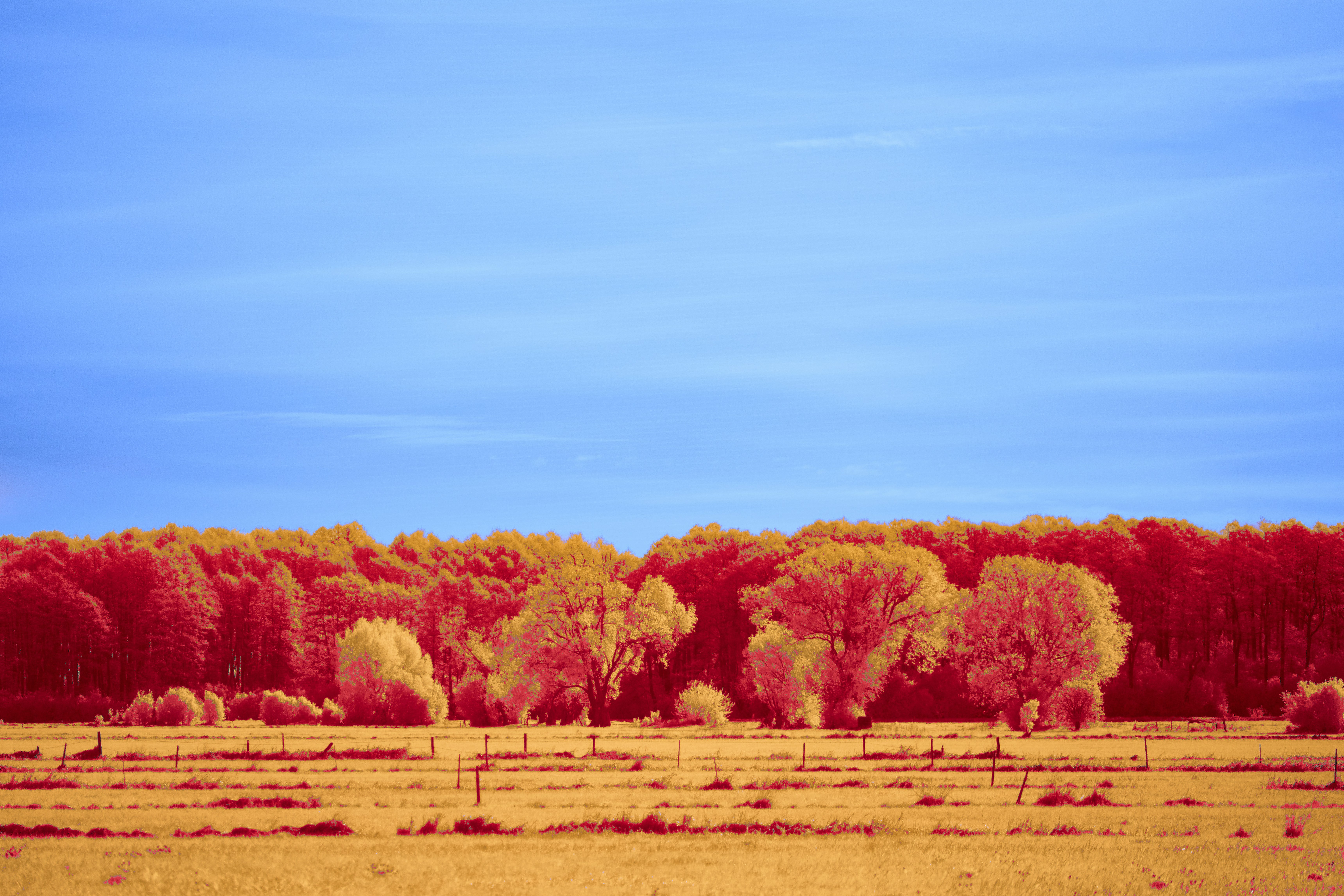 Photo by wolfgang_hasselmann